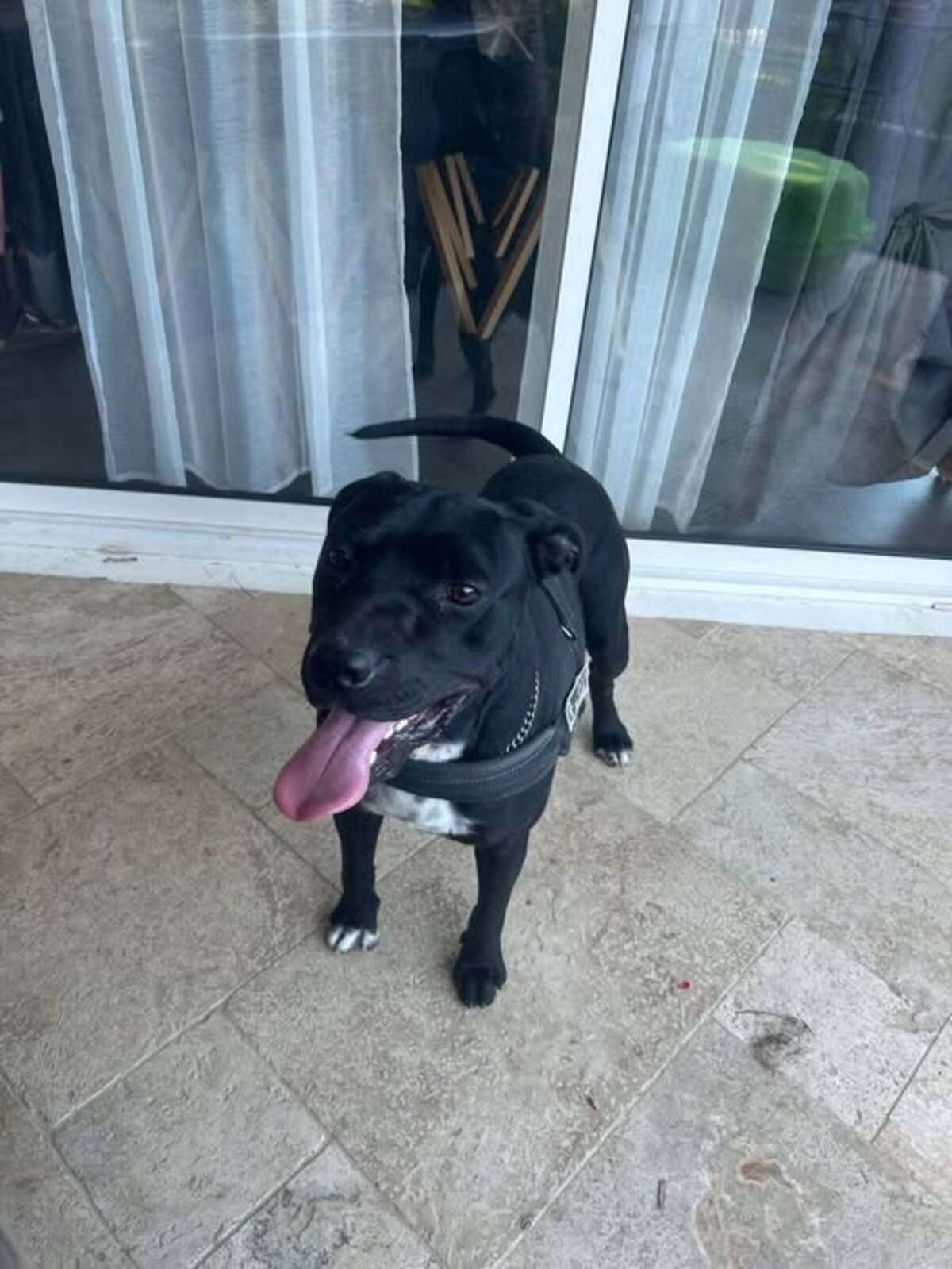 Adoption Arko