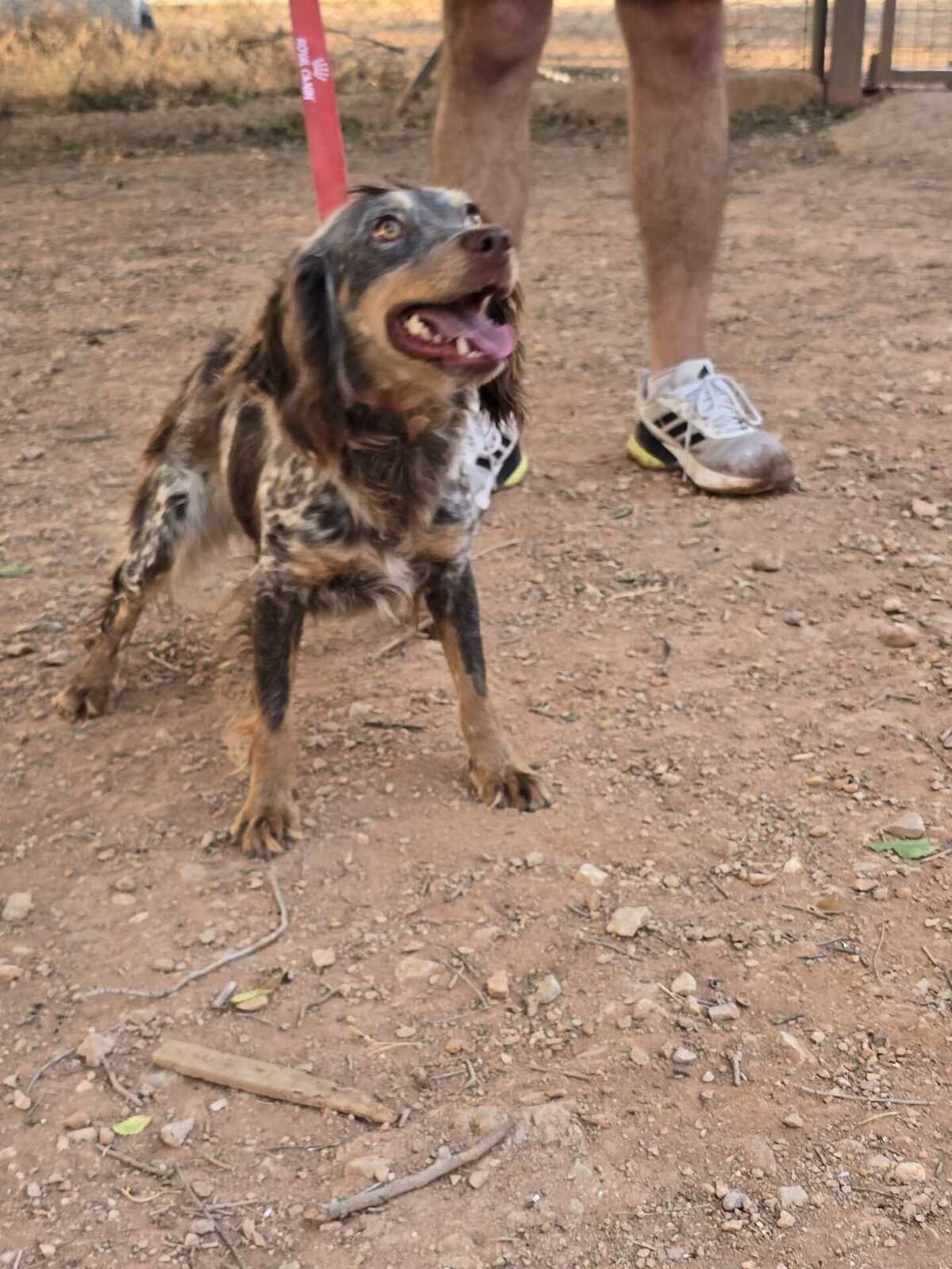 Adoption Cari