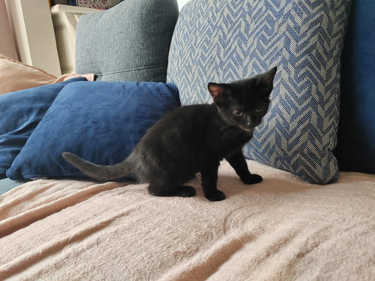 Adoption GINGER