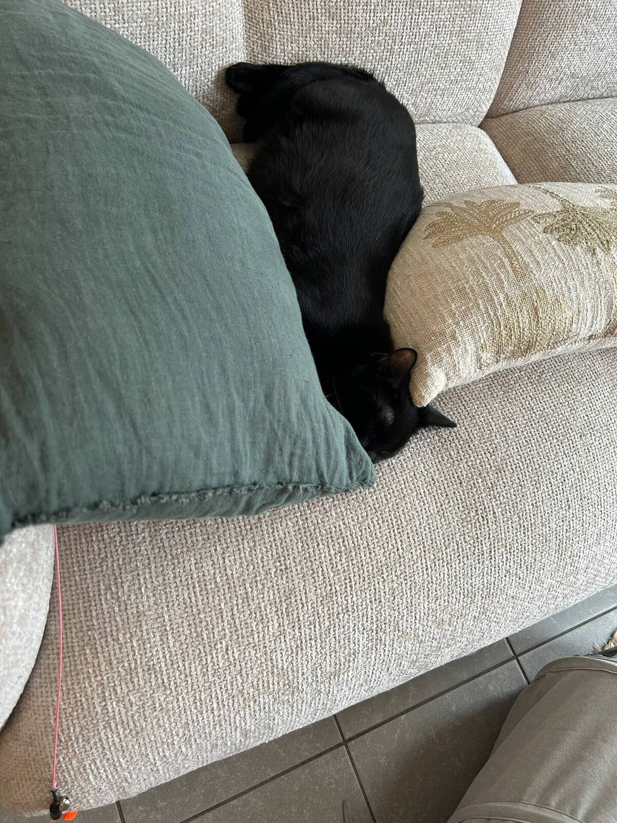 Adoption Ludwig