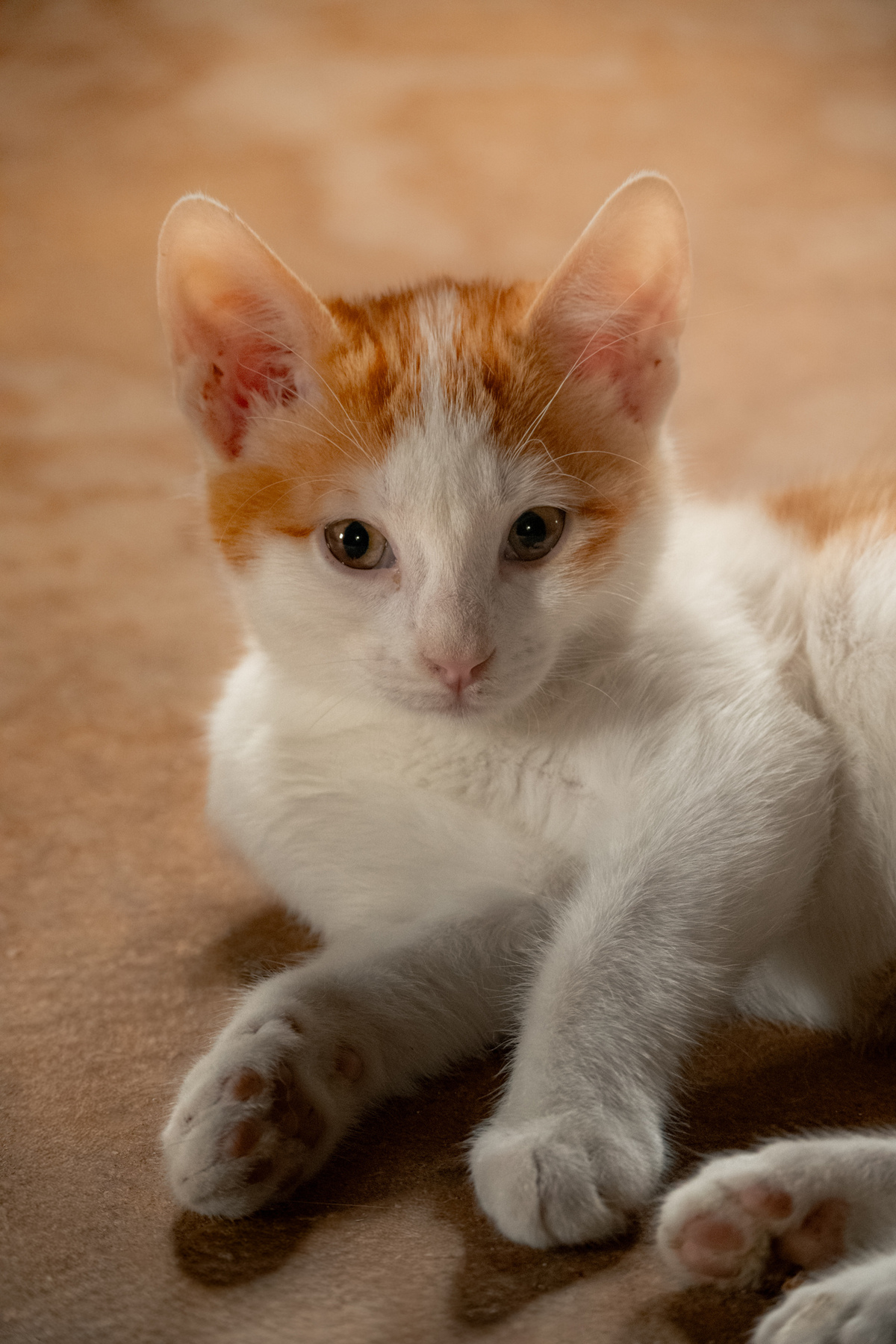 Adoption Gnocchi