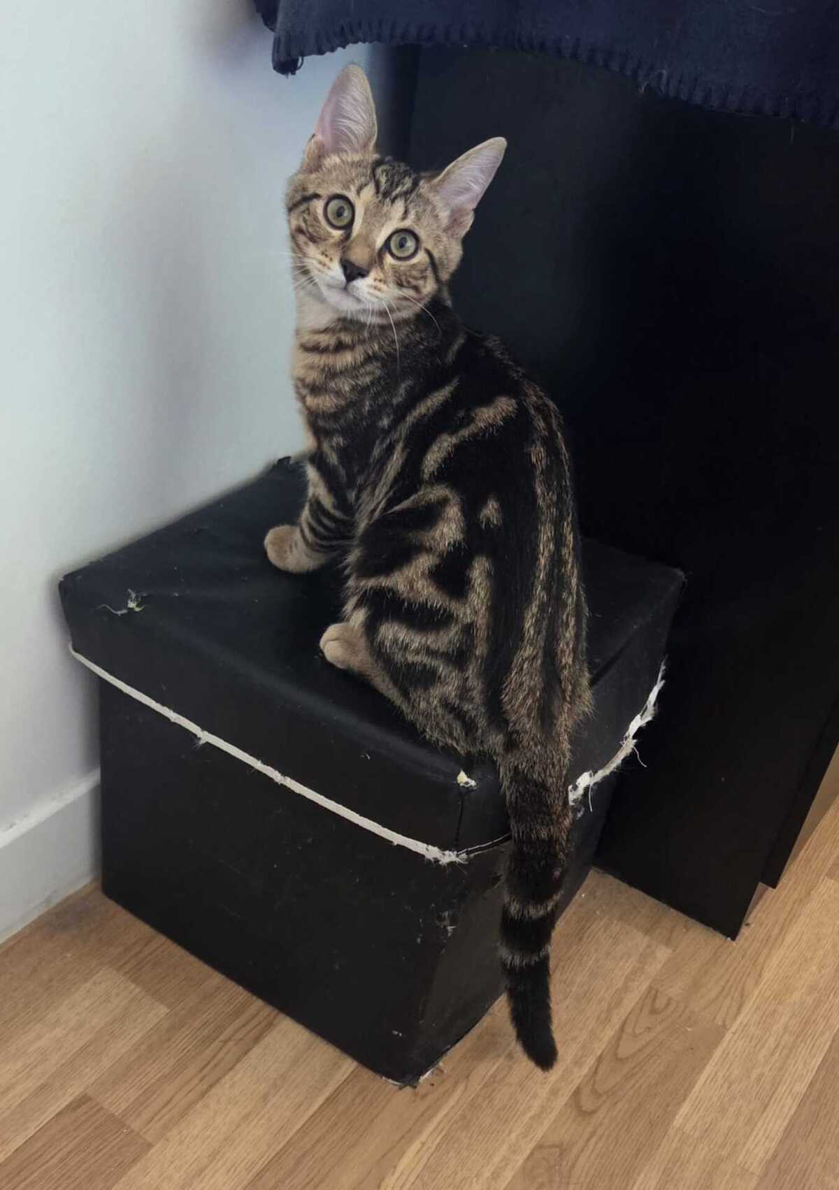 Adoption Milo
