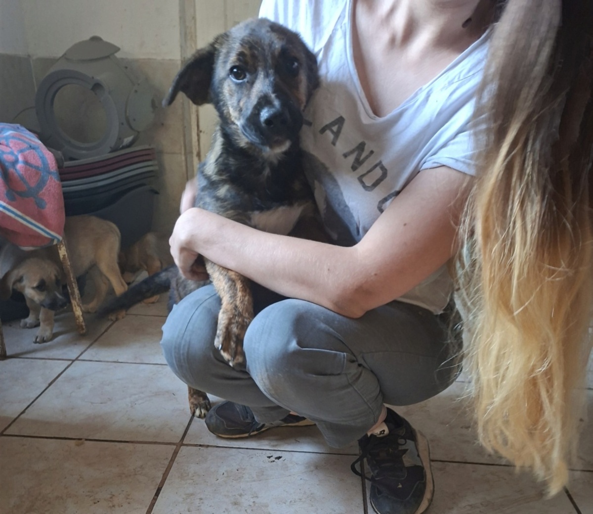 Adoption Altaï