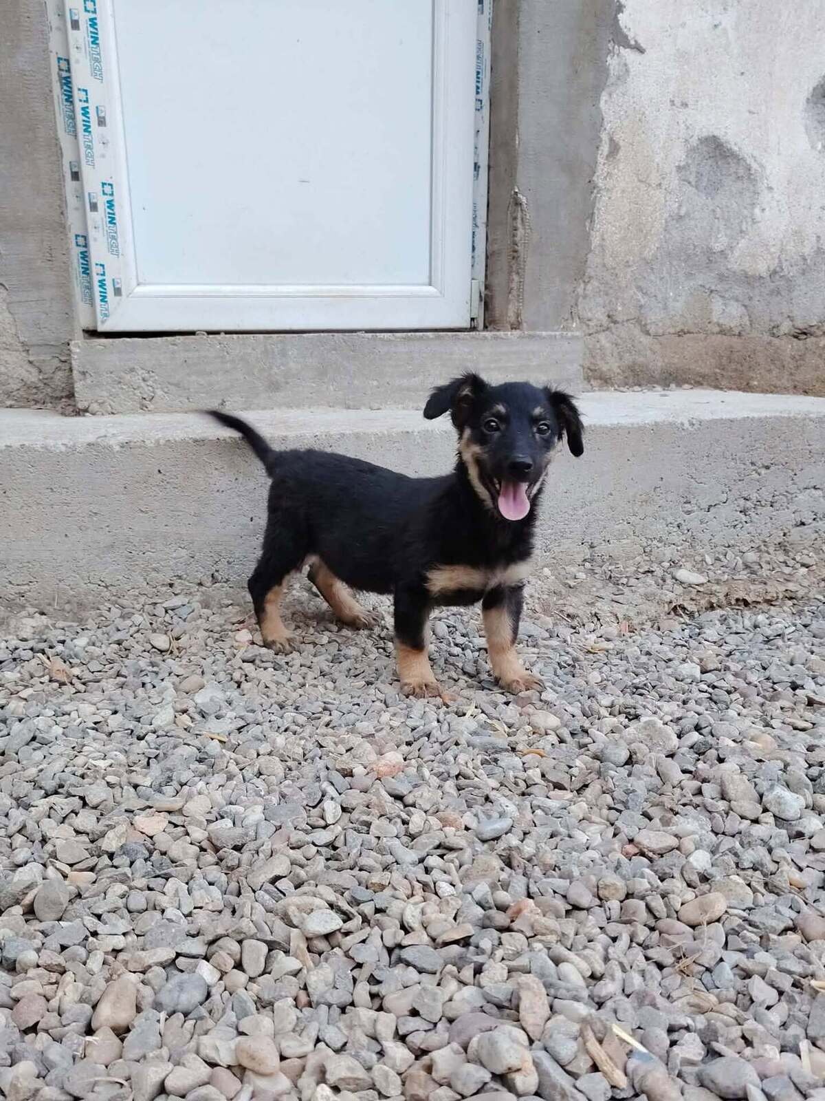 Adoption Chouquette