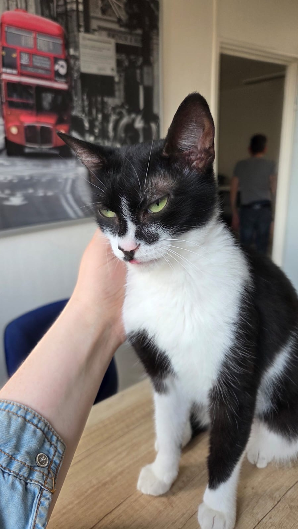 Adoption Lily