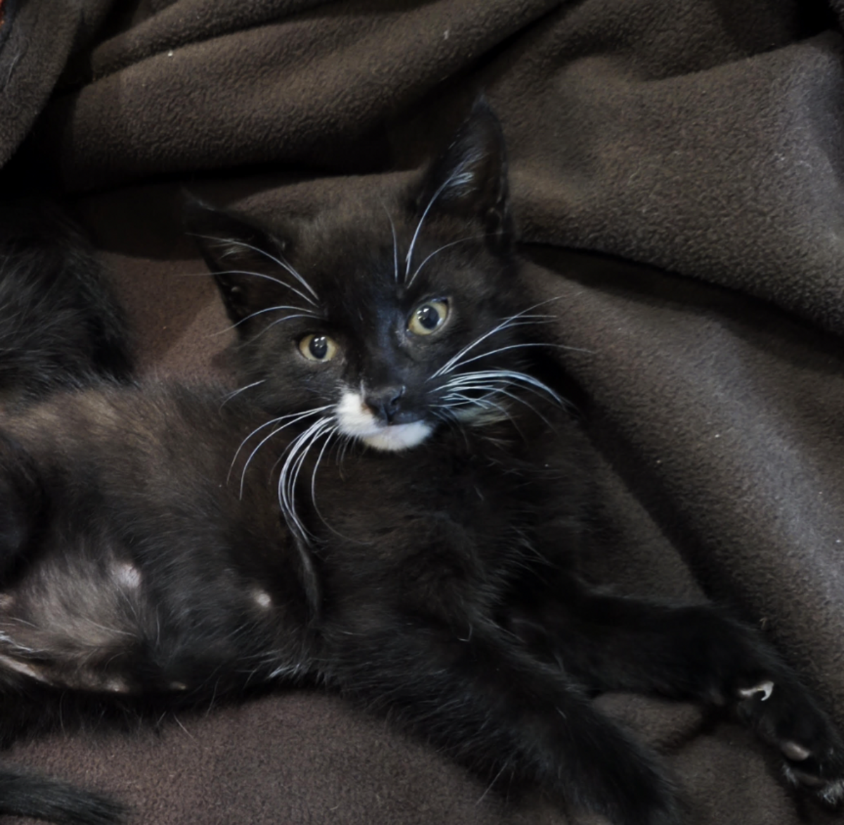 Adoption Ramses