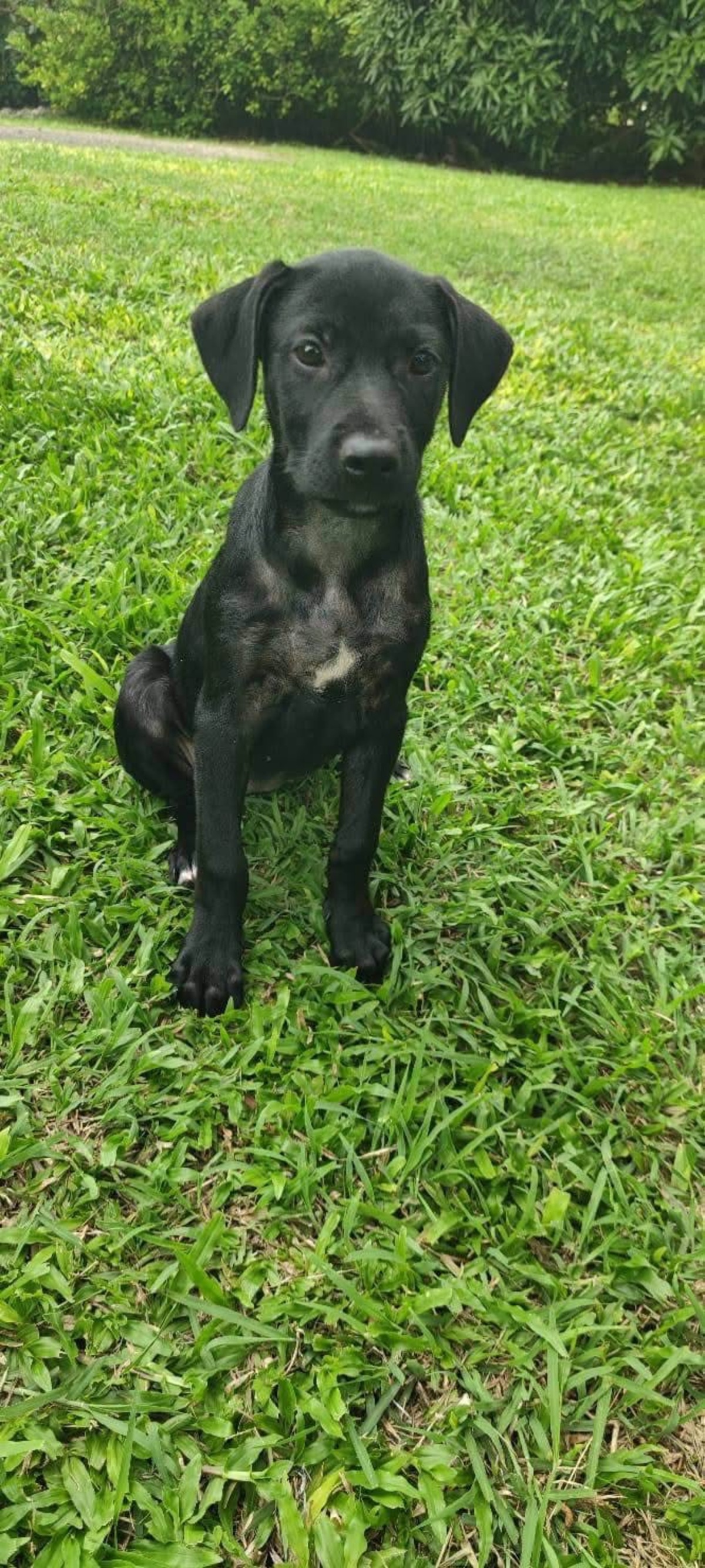 Adoption Baila