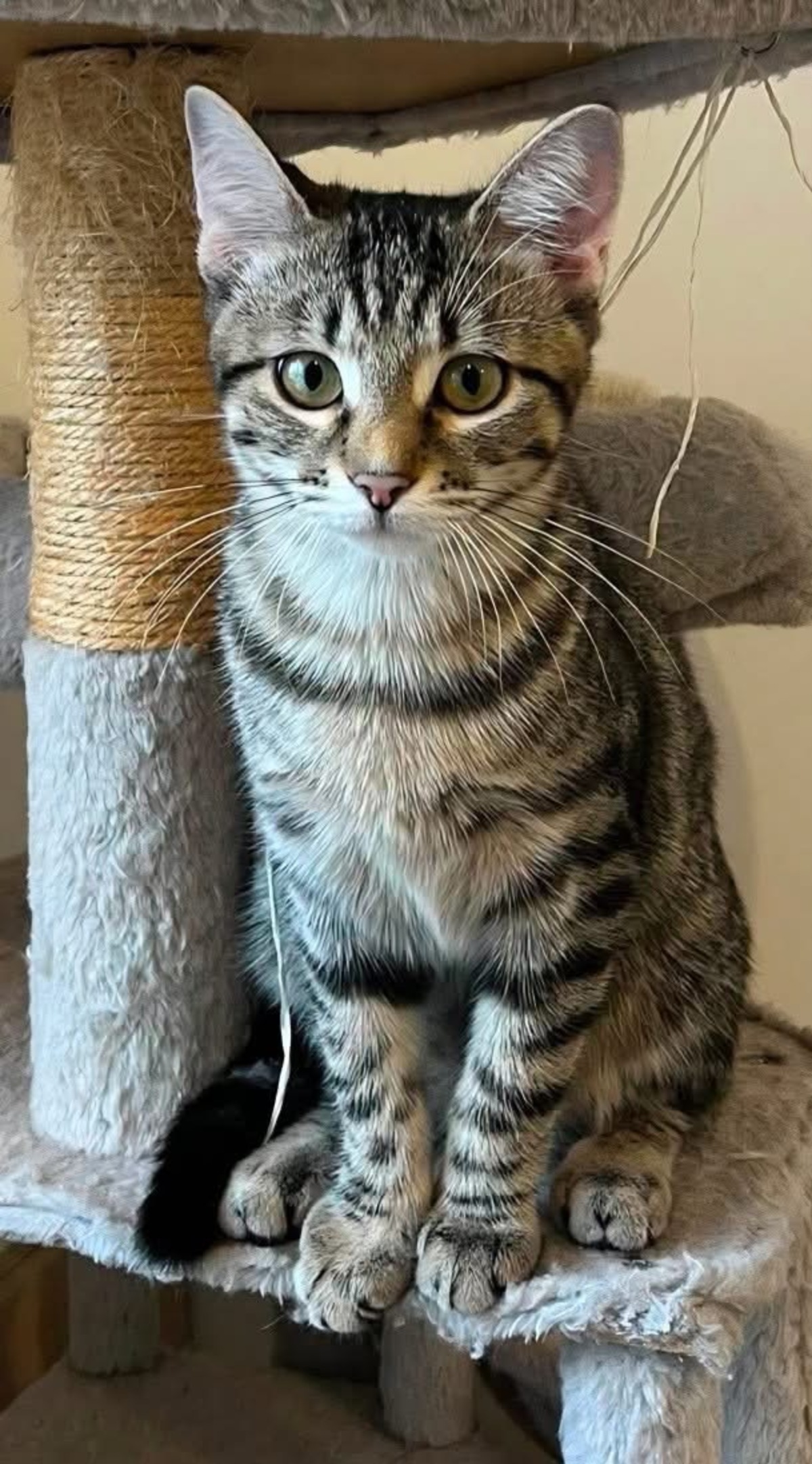 Adoption Uno