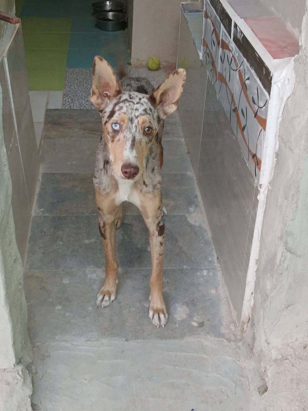 Adoption Epi