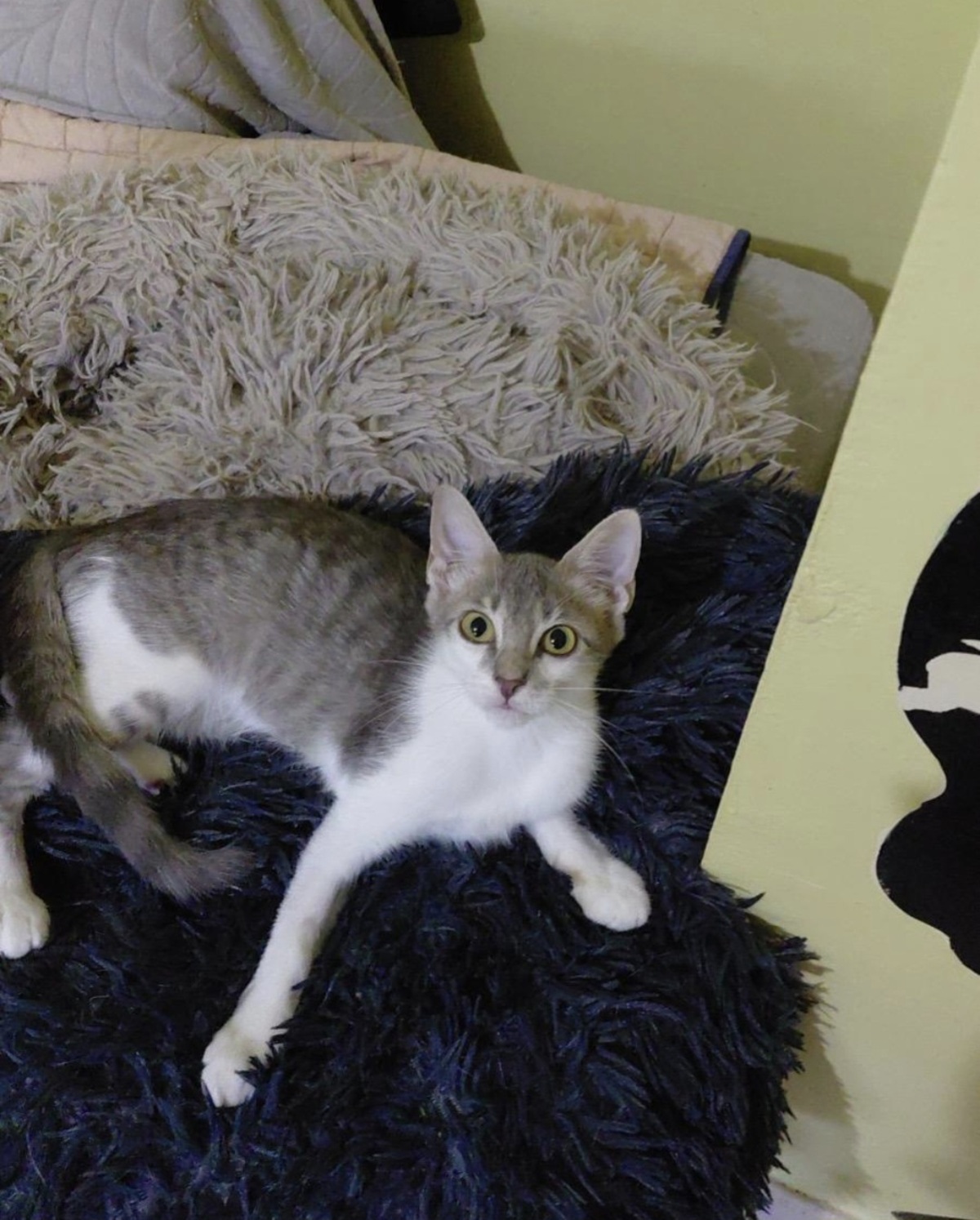 Adoption Loulou