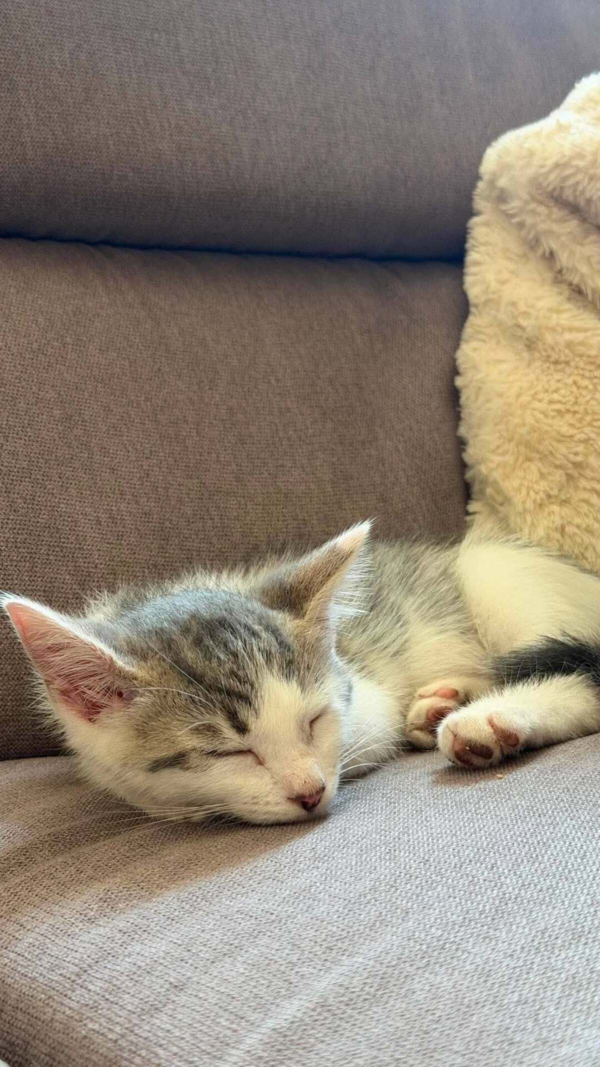 Adoption Chipy