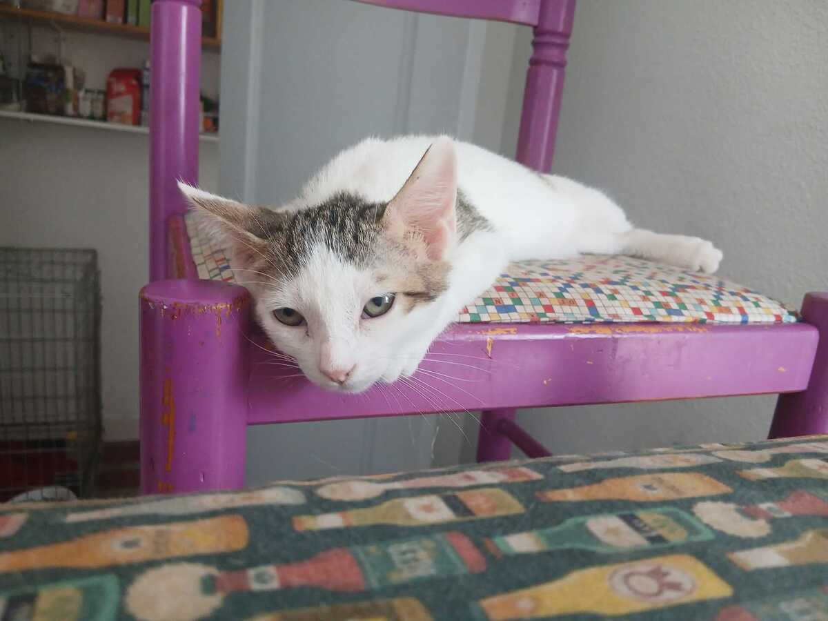 Adoption KITTY
