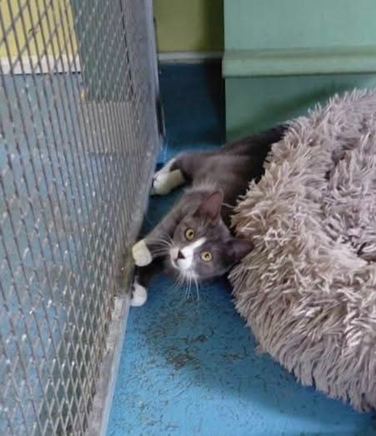 Adoption Gary