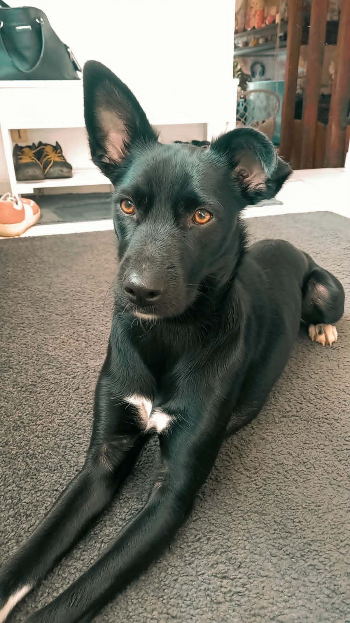 Adoption FREYA