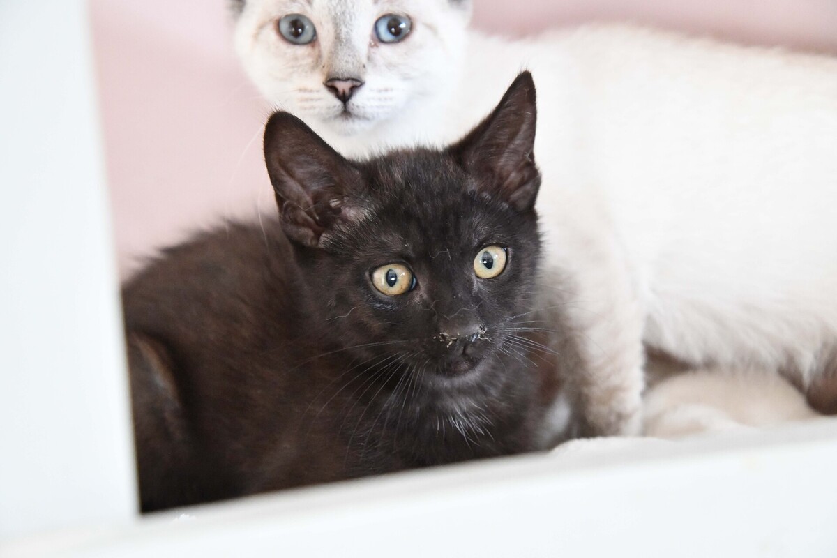 Adoption DIABOLO