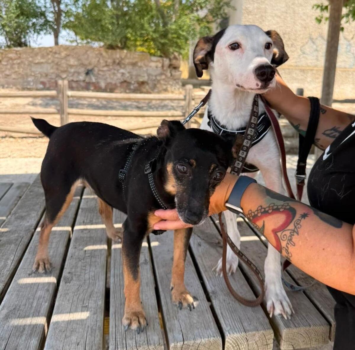 Adoption Cara