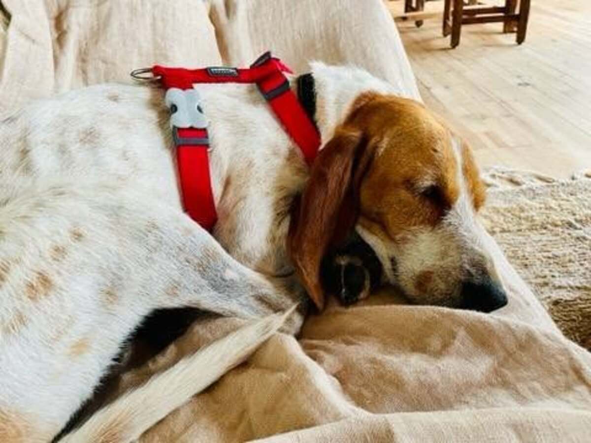 Adoption Marley