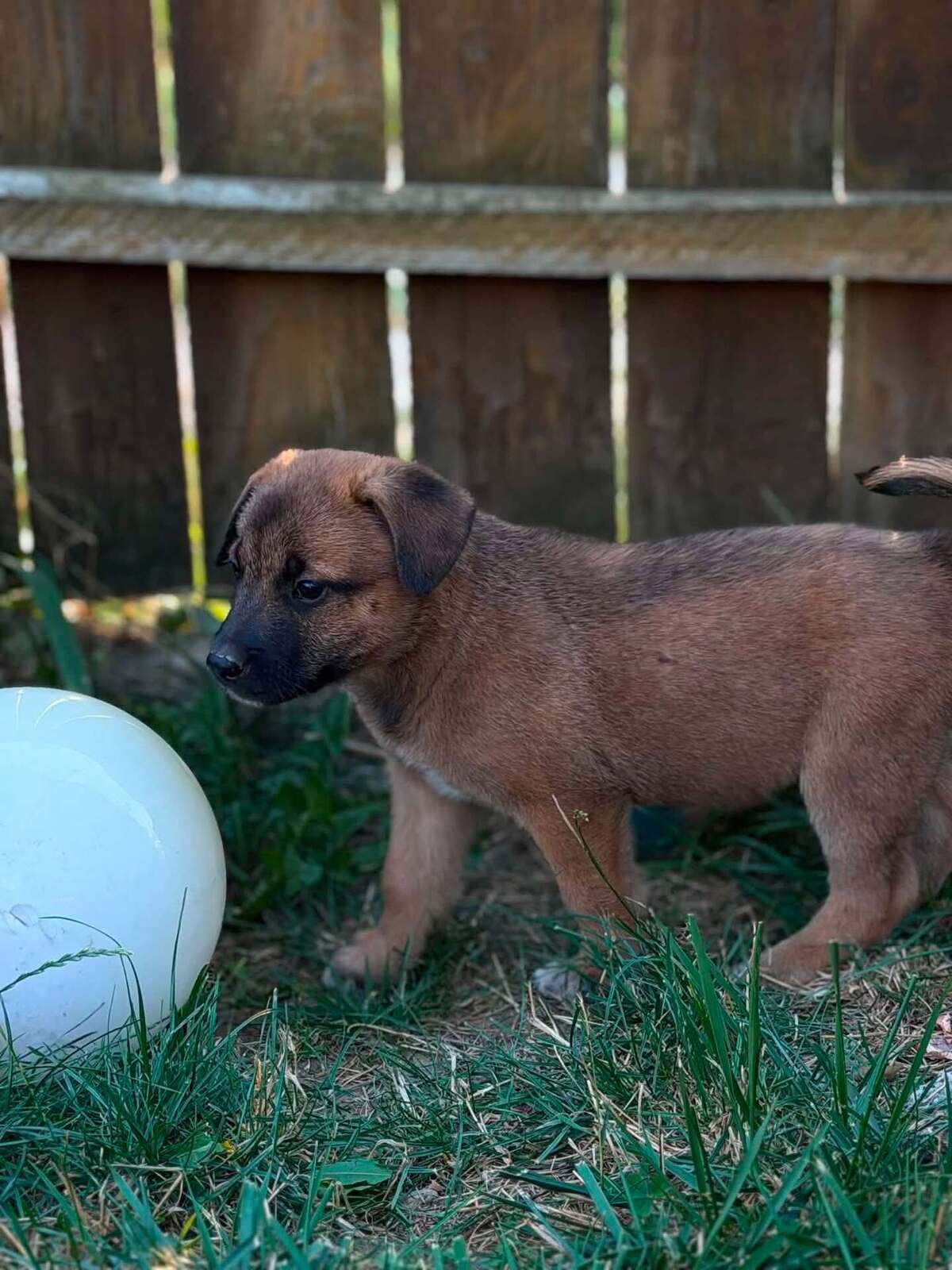 Adoption Crumble