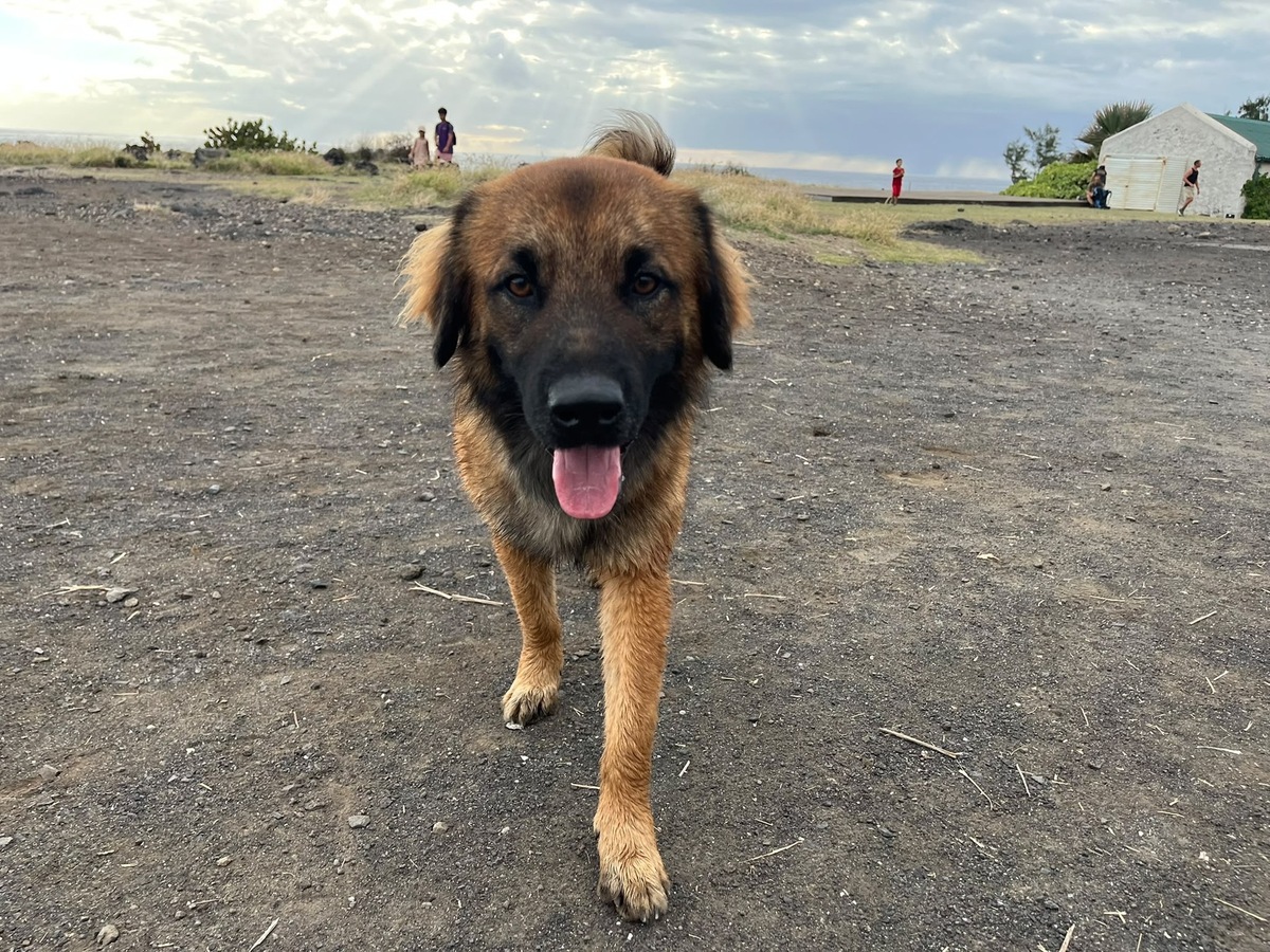 Adoption Sira