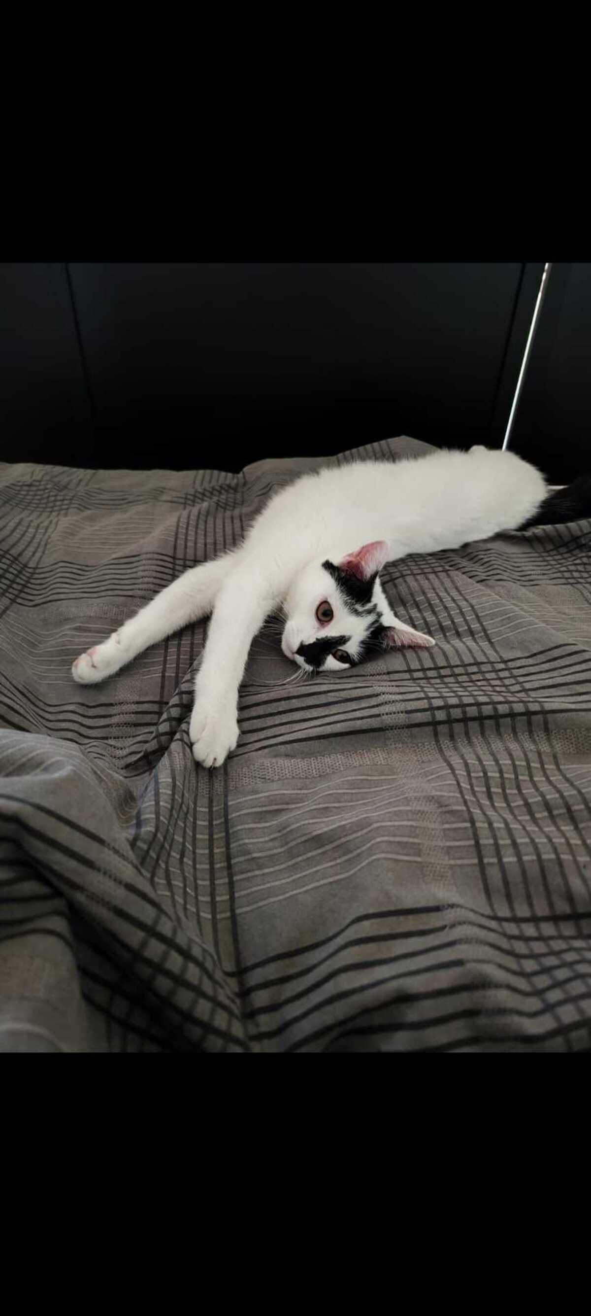 Adoption Kimy