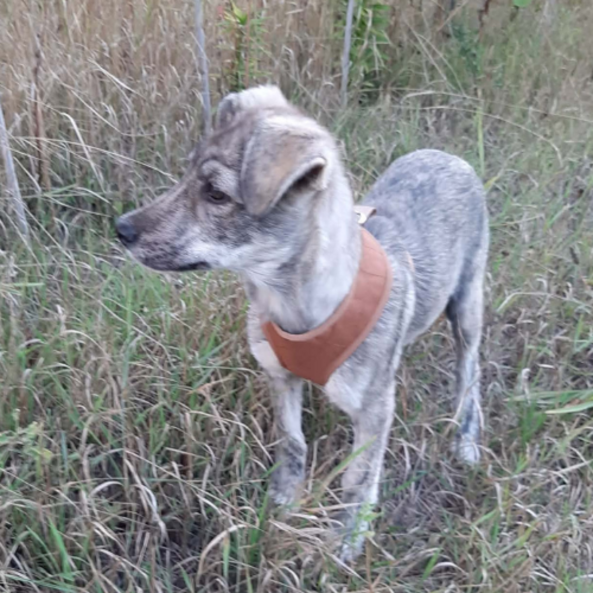 Adoption Crina