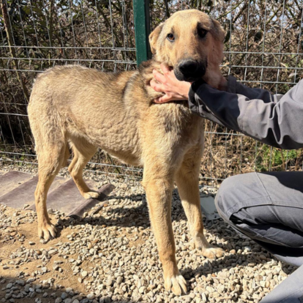 Adoption LOUBO