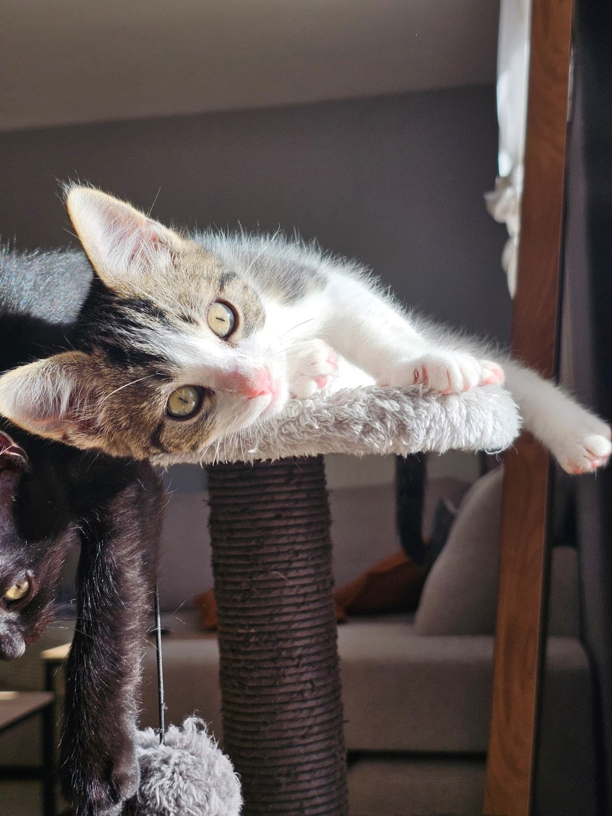 Adoption Bianca