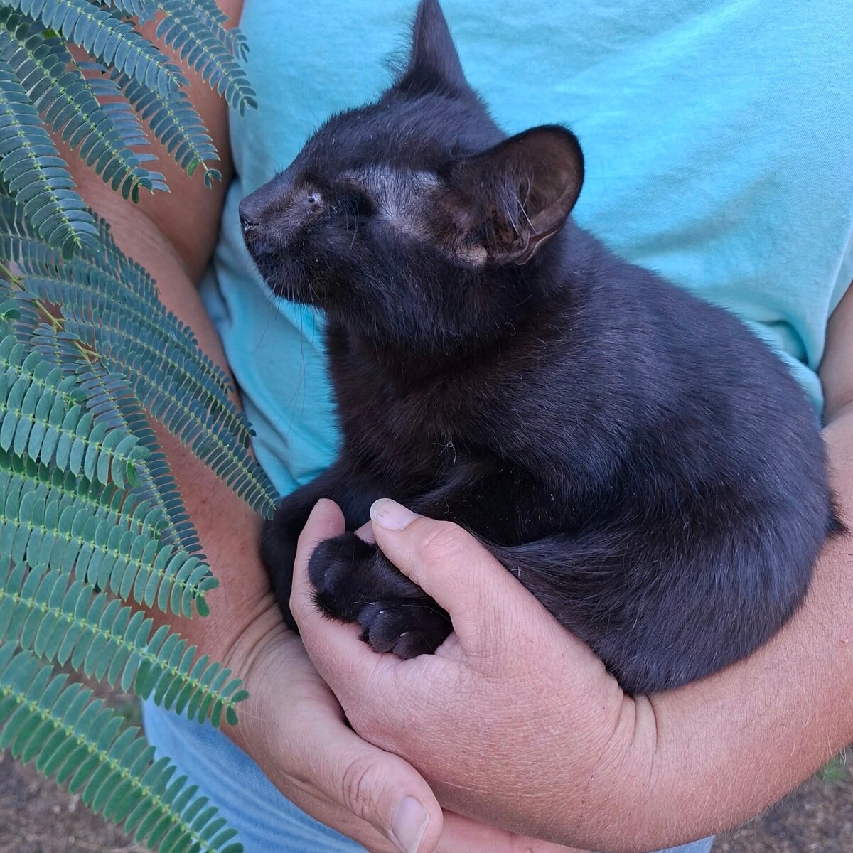 Adoption Gilbert