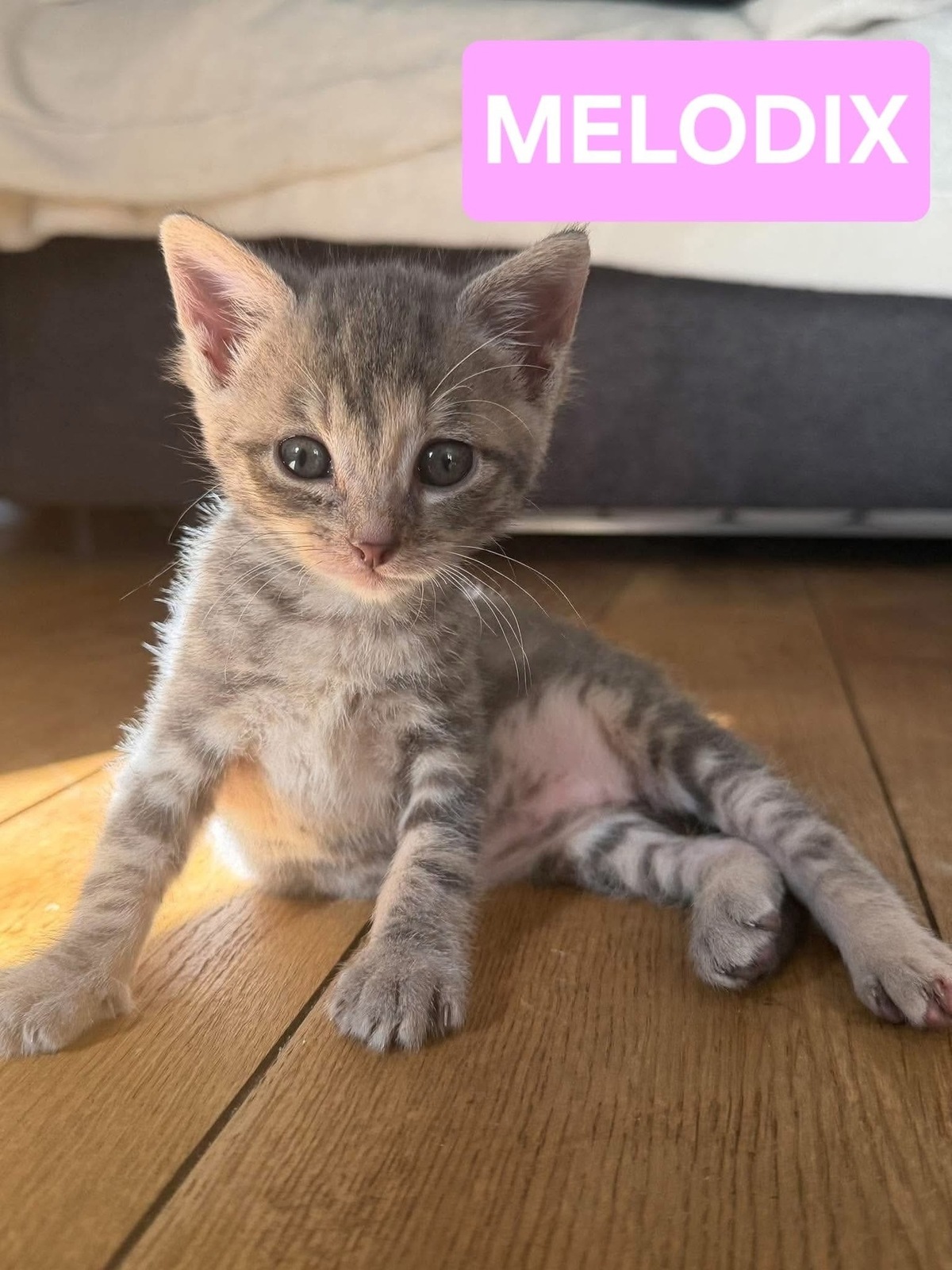 Adoption Melodix 