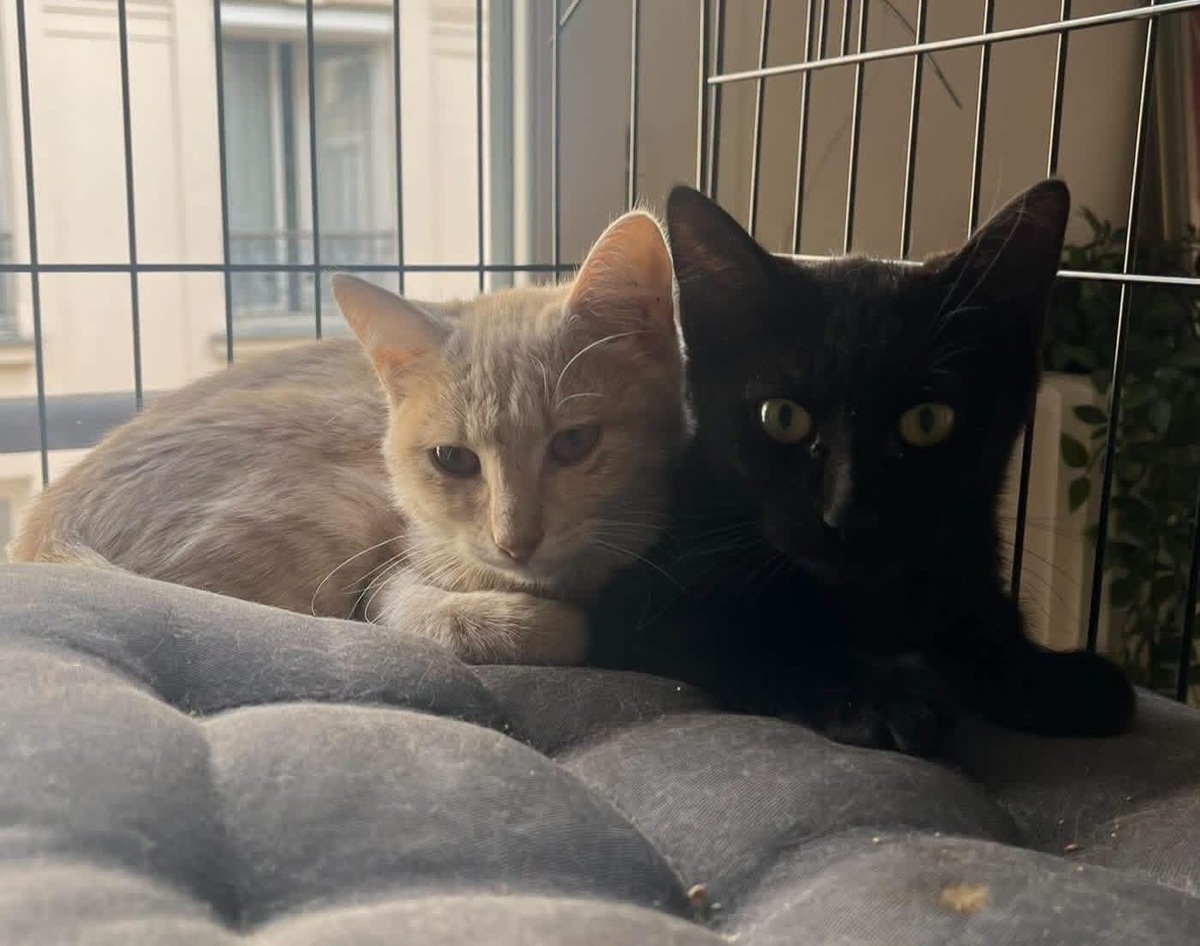 Adoption Carrie et Kili 