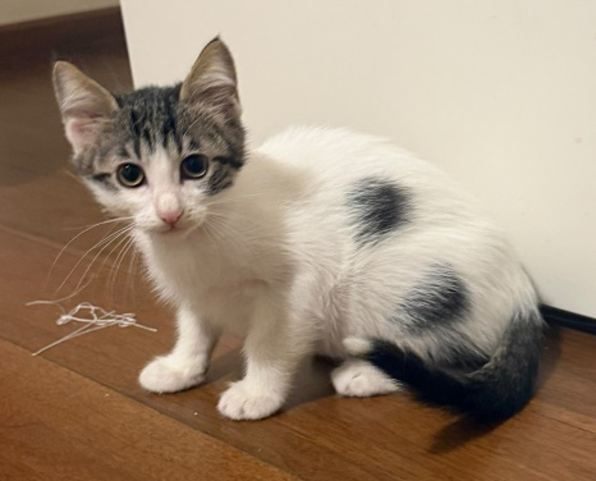 Adoption Milo