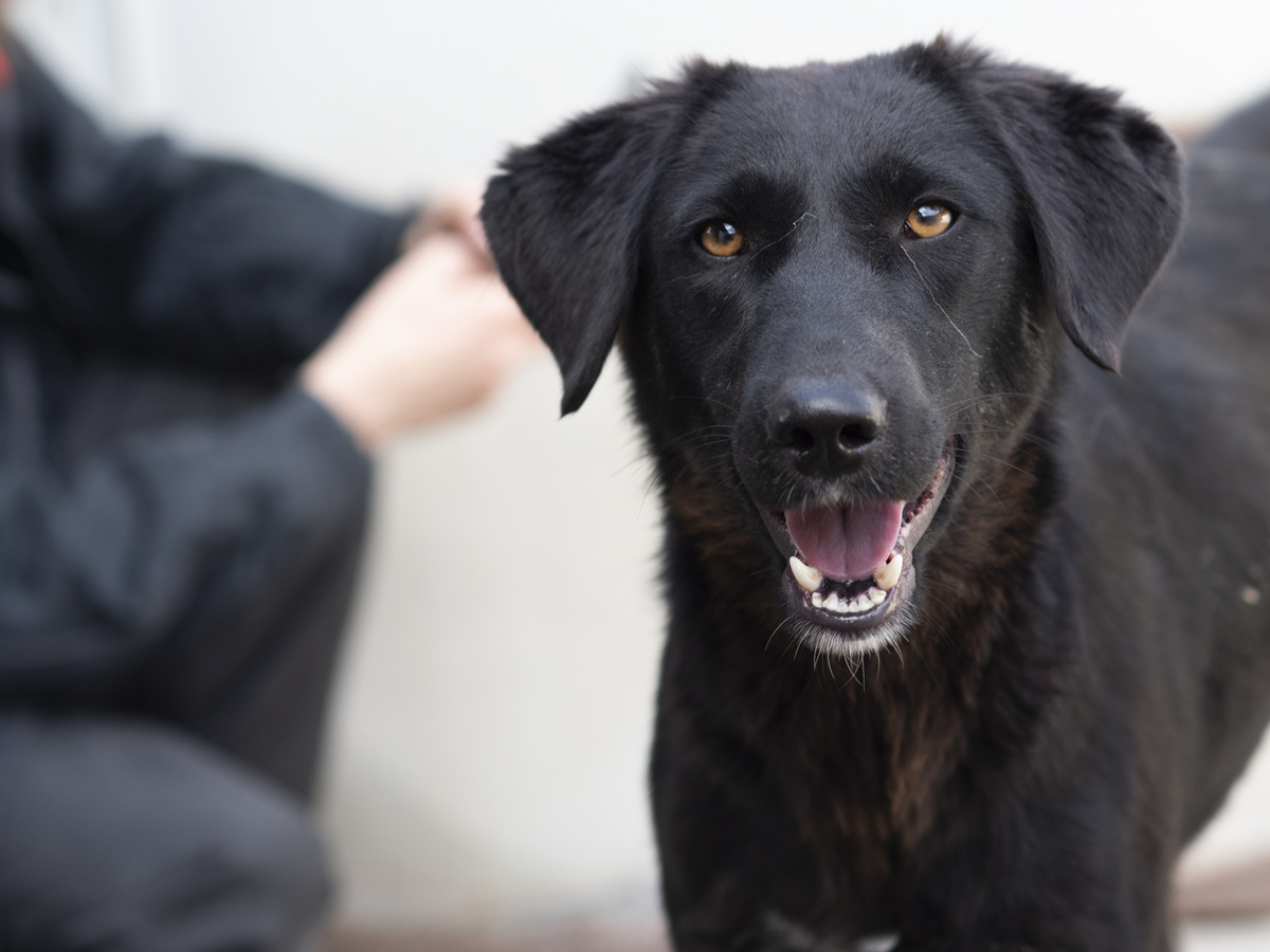 Adoption Tessie