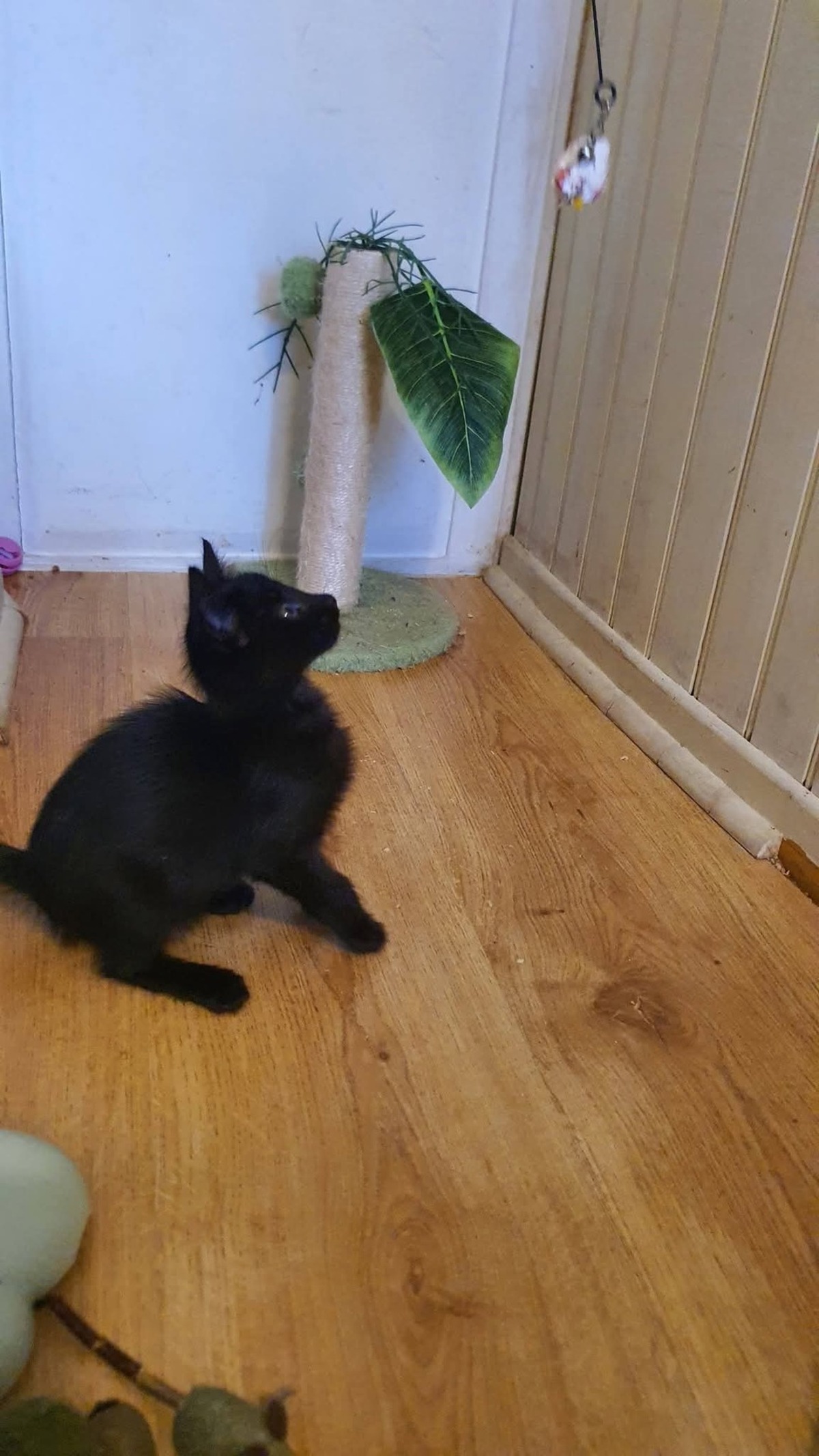 Adoption Billie