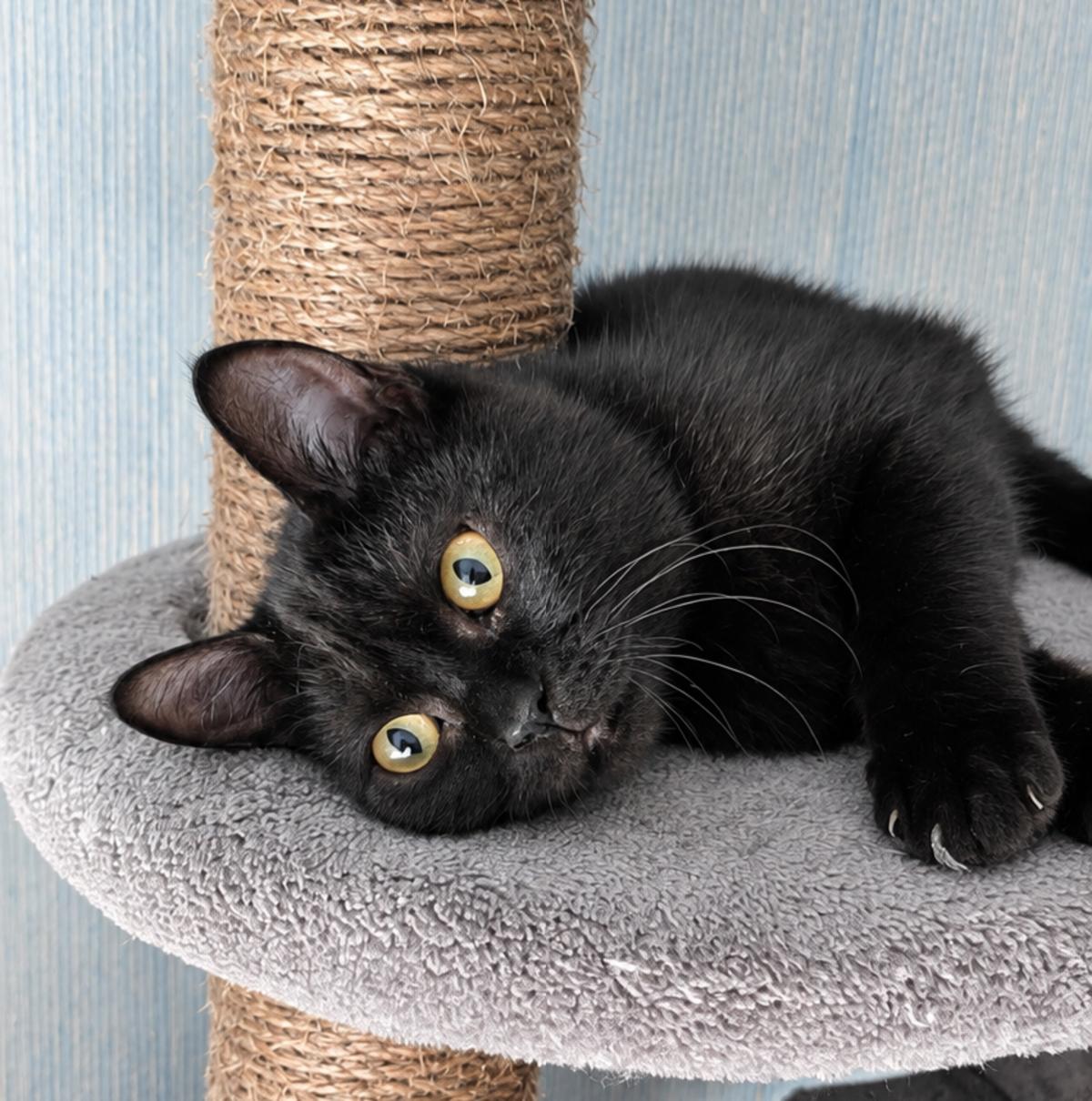 Adoption Goyave