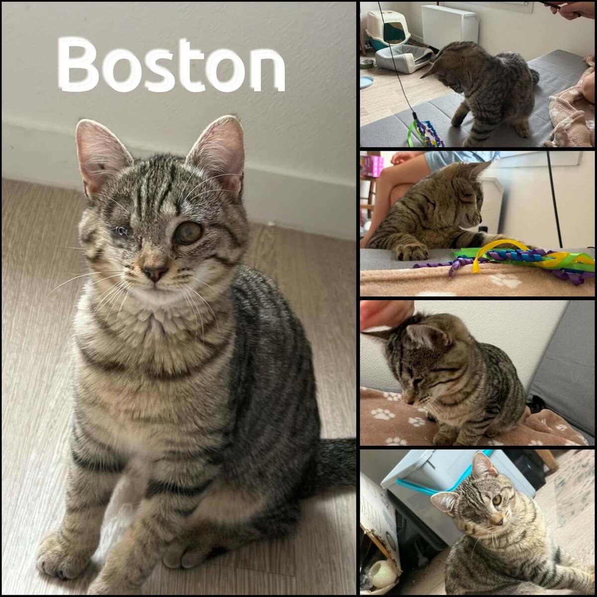 Adoption Boston