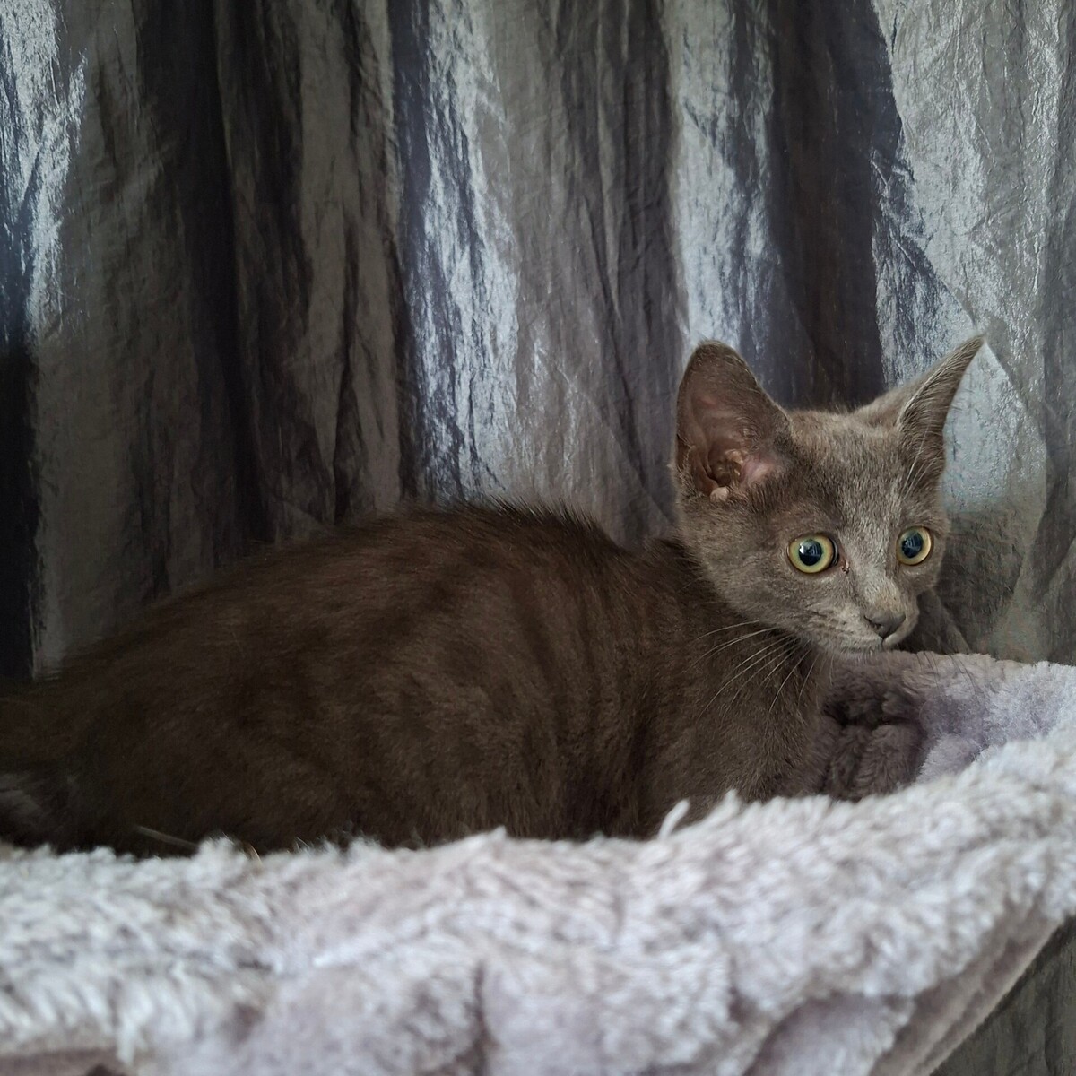 Adoption Brulette