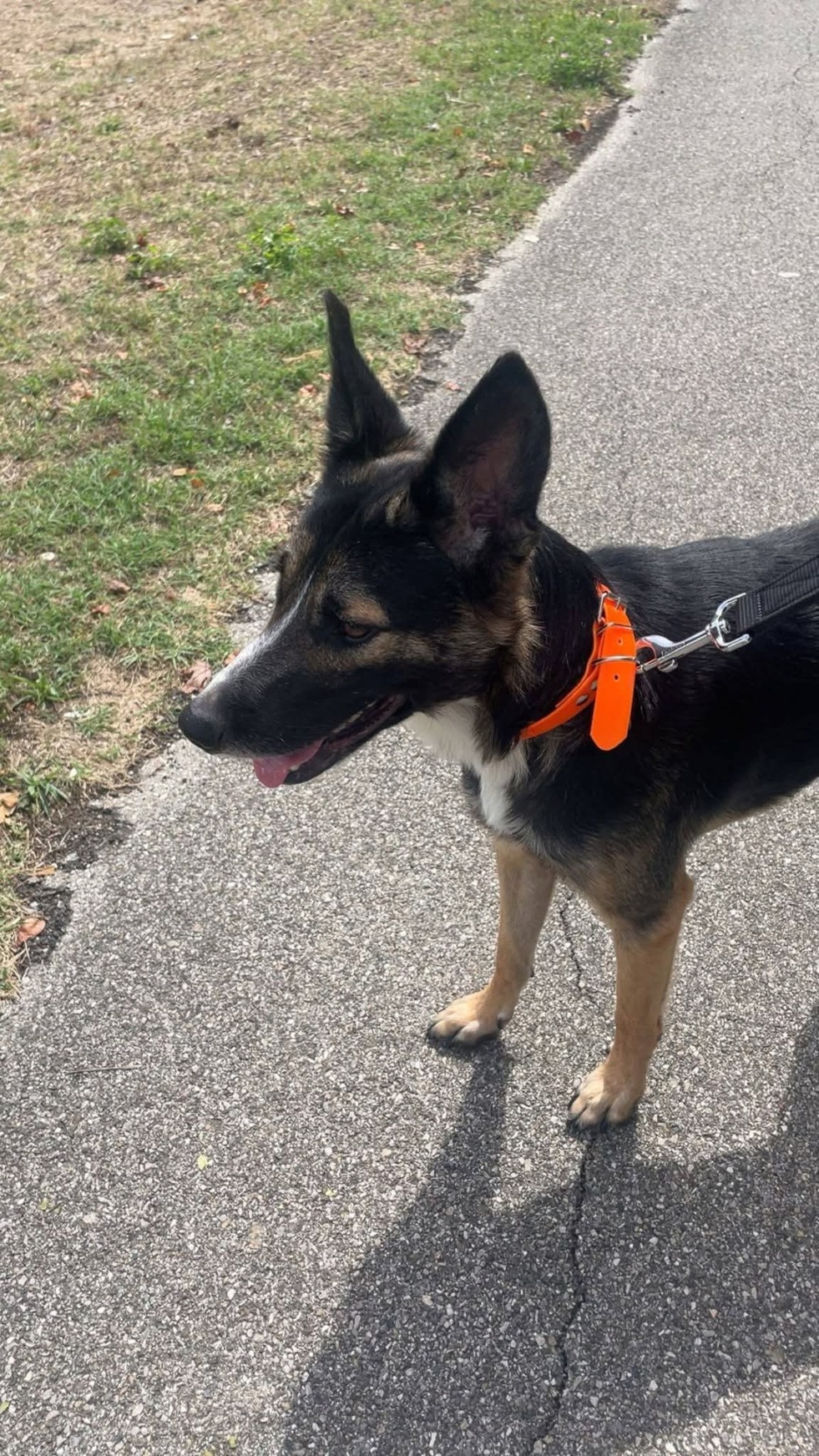 Adoption Bandit