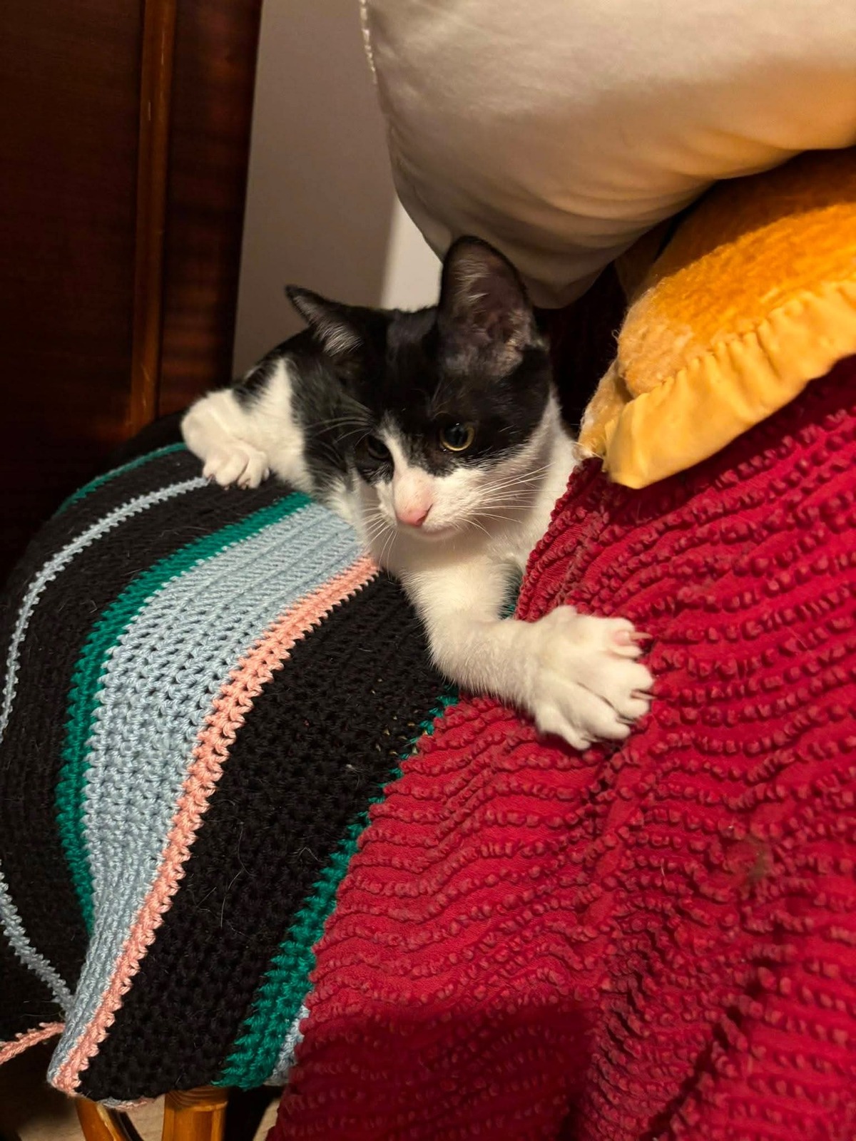Adoption Bibou