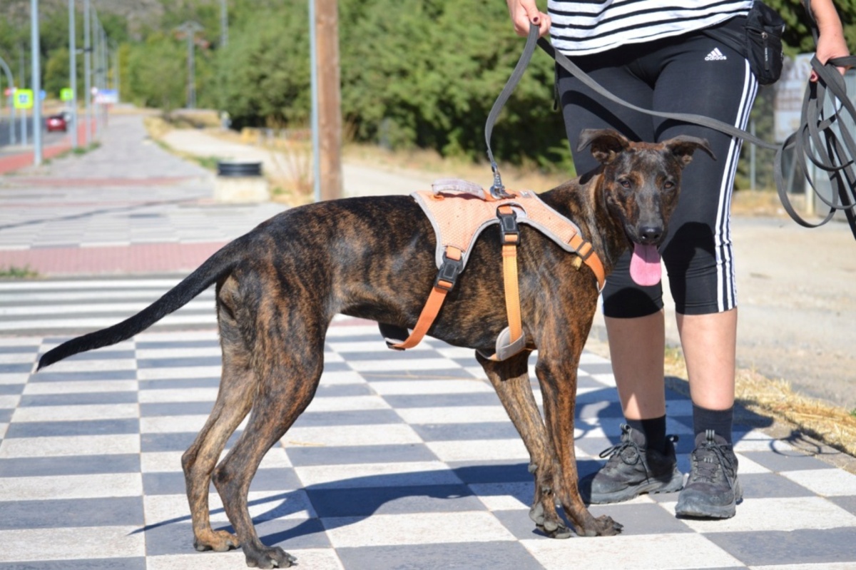 Adoption Sardina