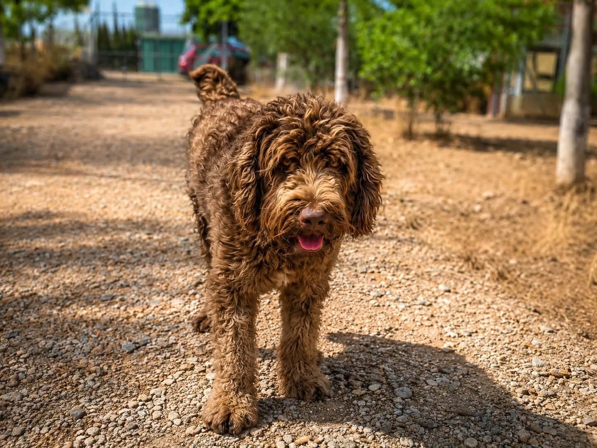 Adoption Scooby