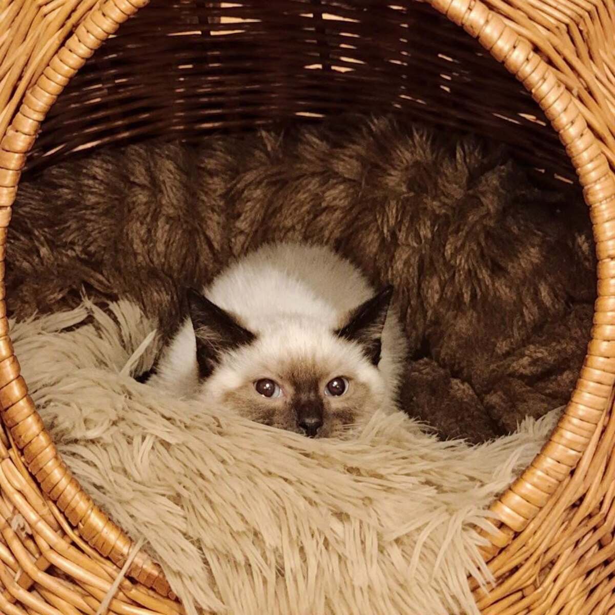 Adoption Coco 