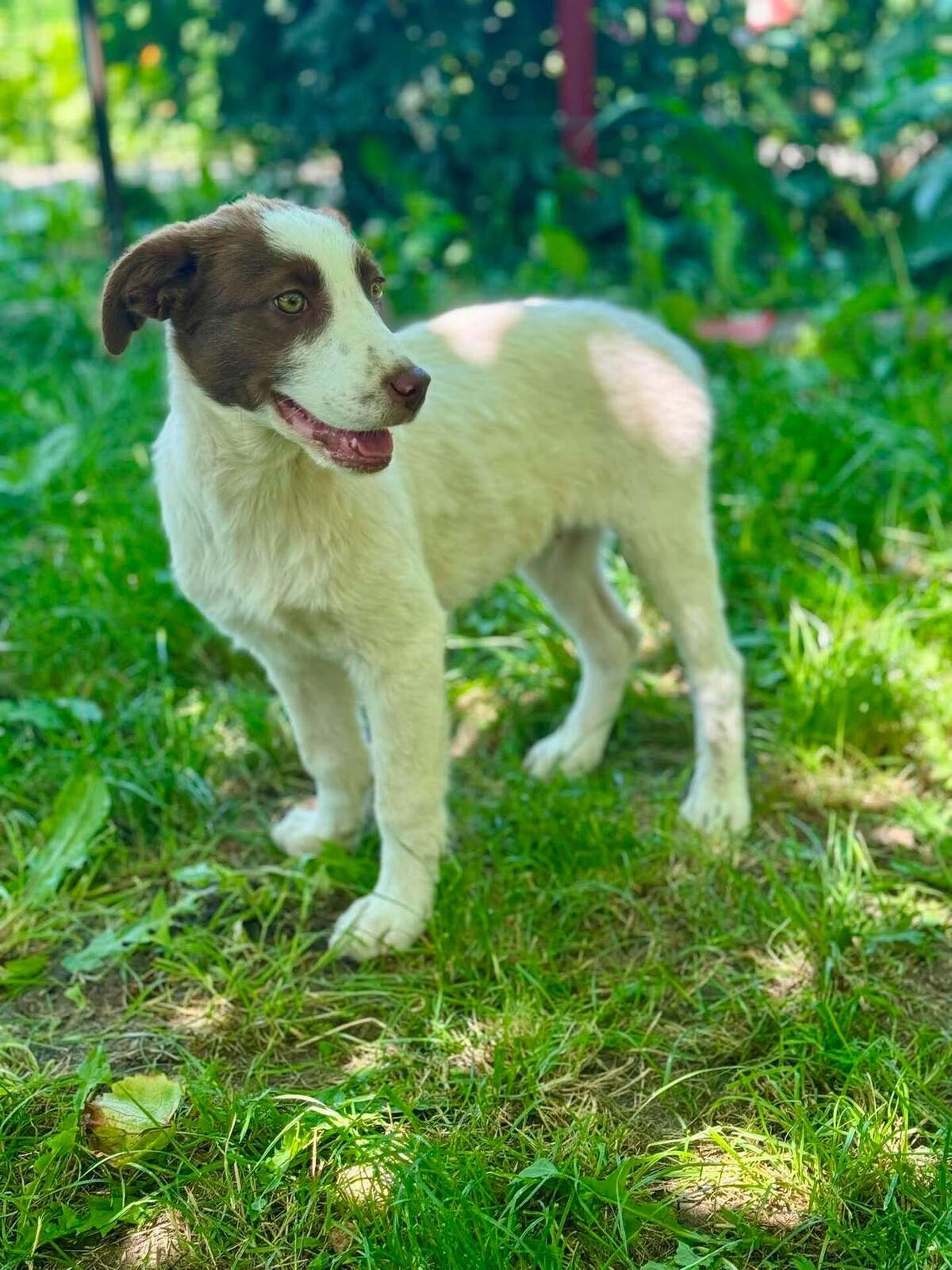 Adoption CAPUCINE