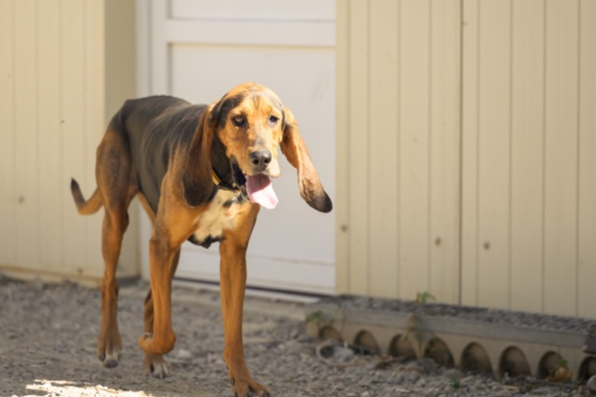 Adoption Bonny