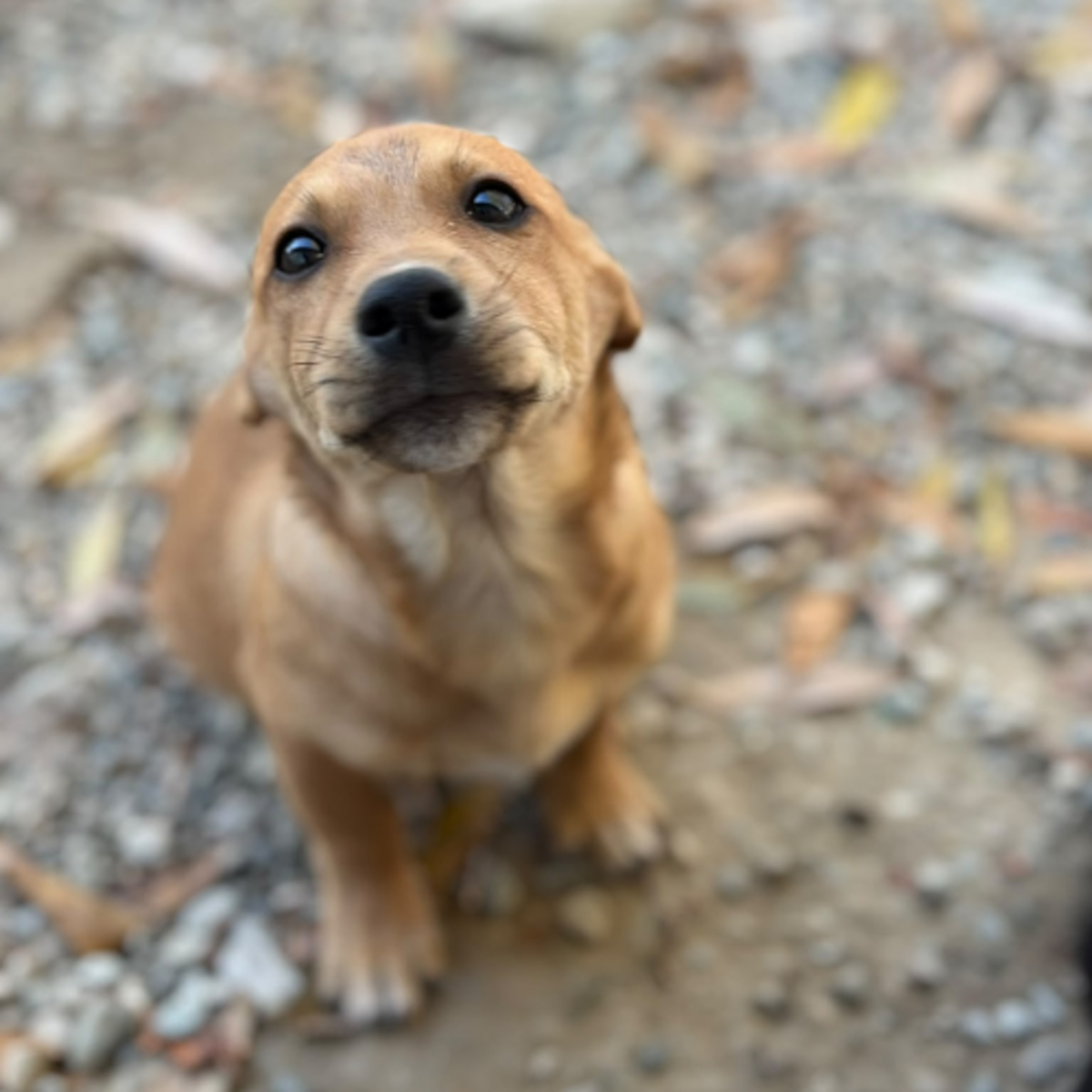 Adoption Jason