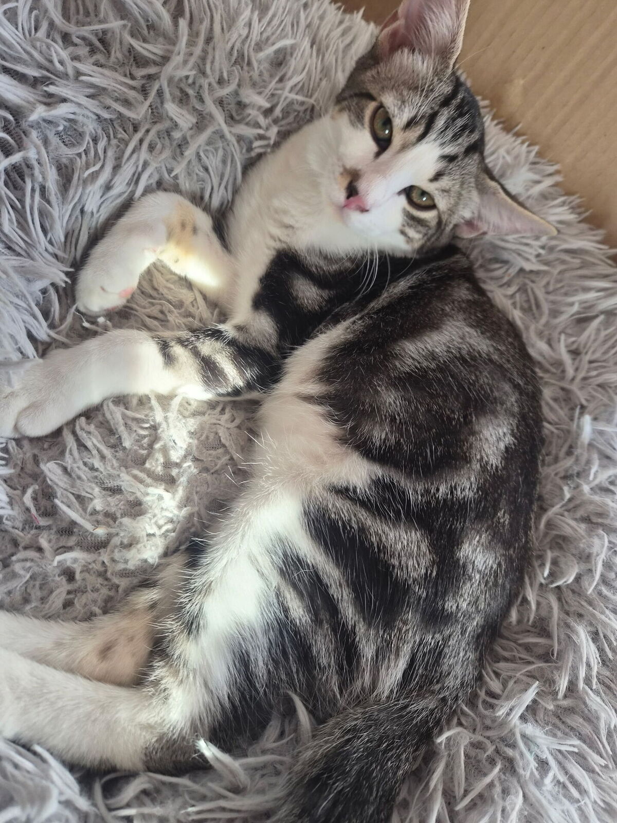 Adoption Berry