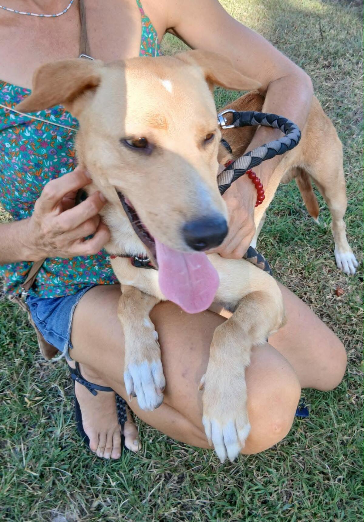 Adoption Kiko