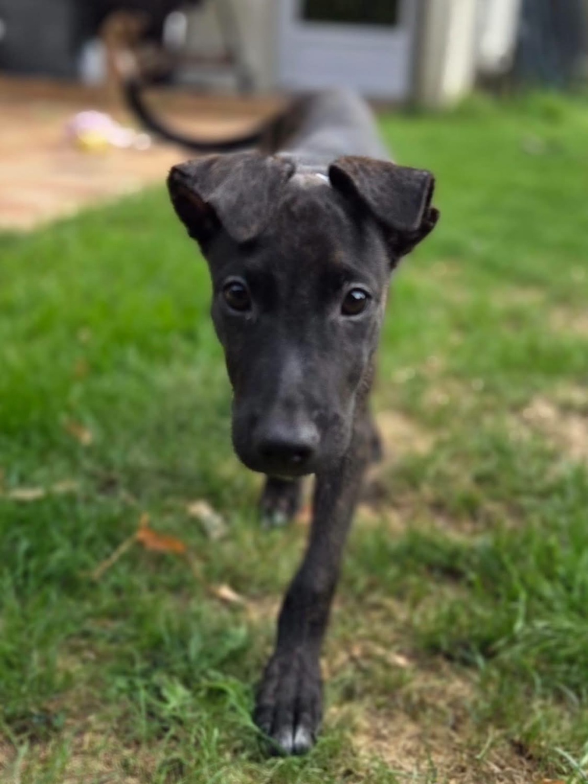 Adoption Kumo
