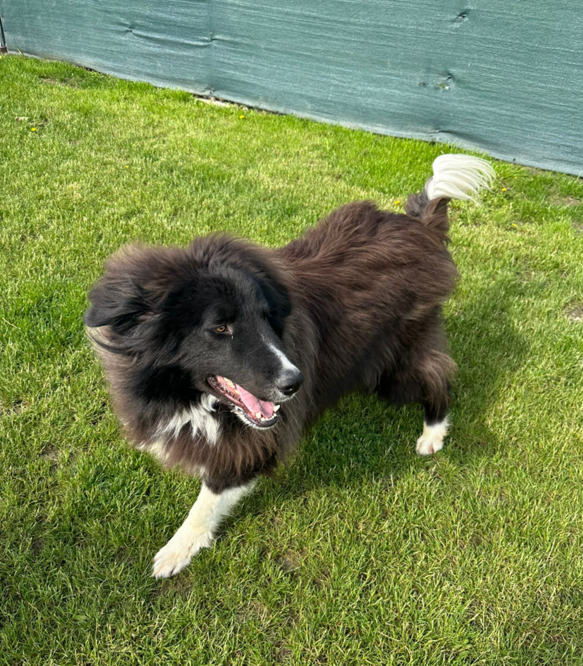 Adoption Shaggy