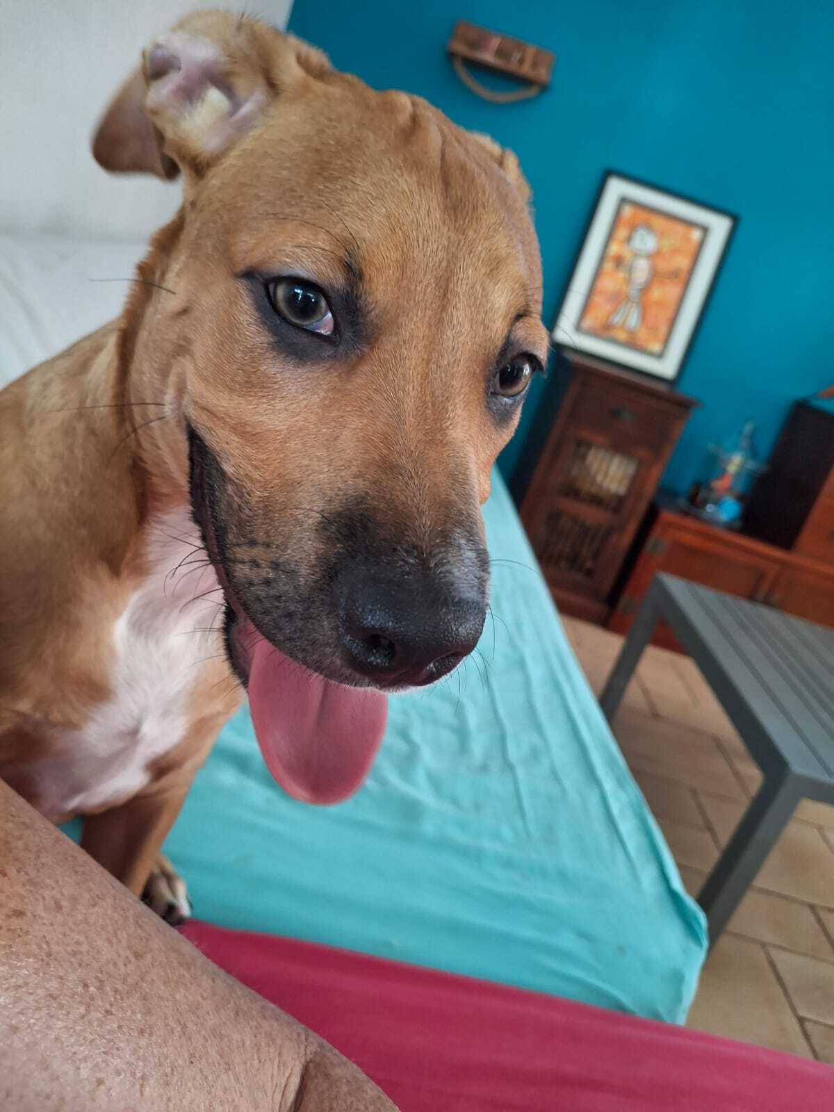 Adoption Tikos
