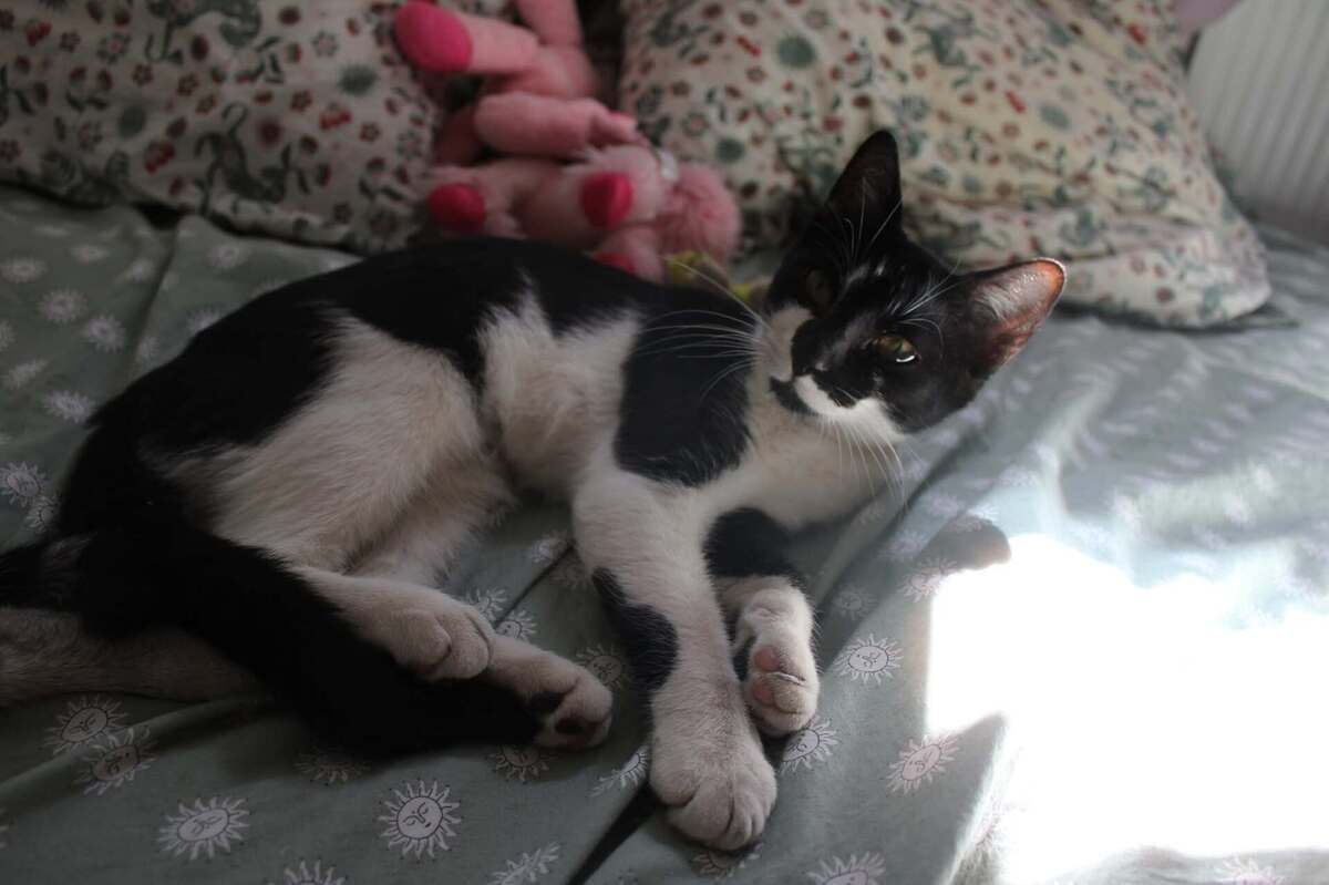 Adoption BLOUME